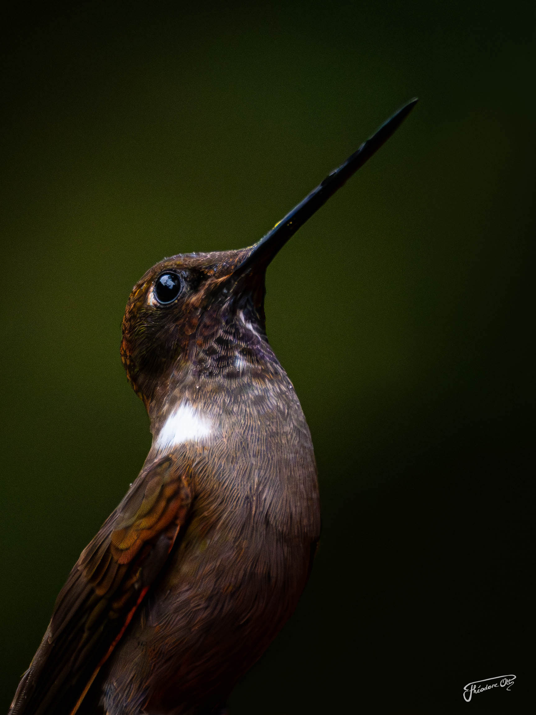 Colibri