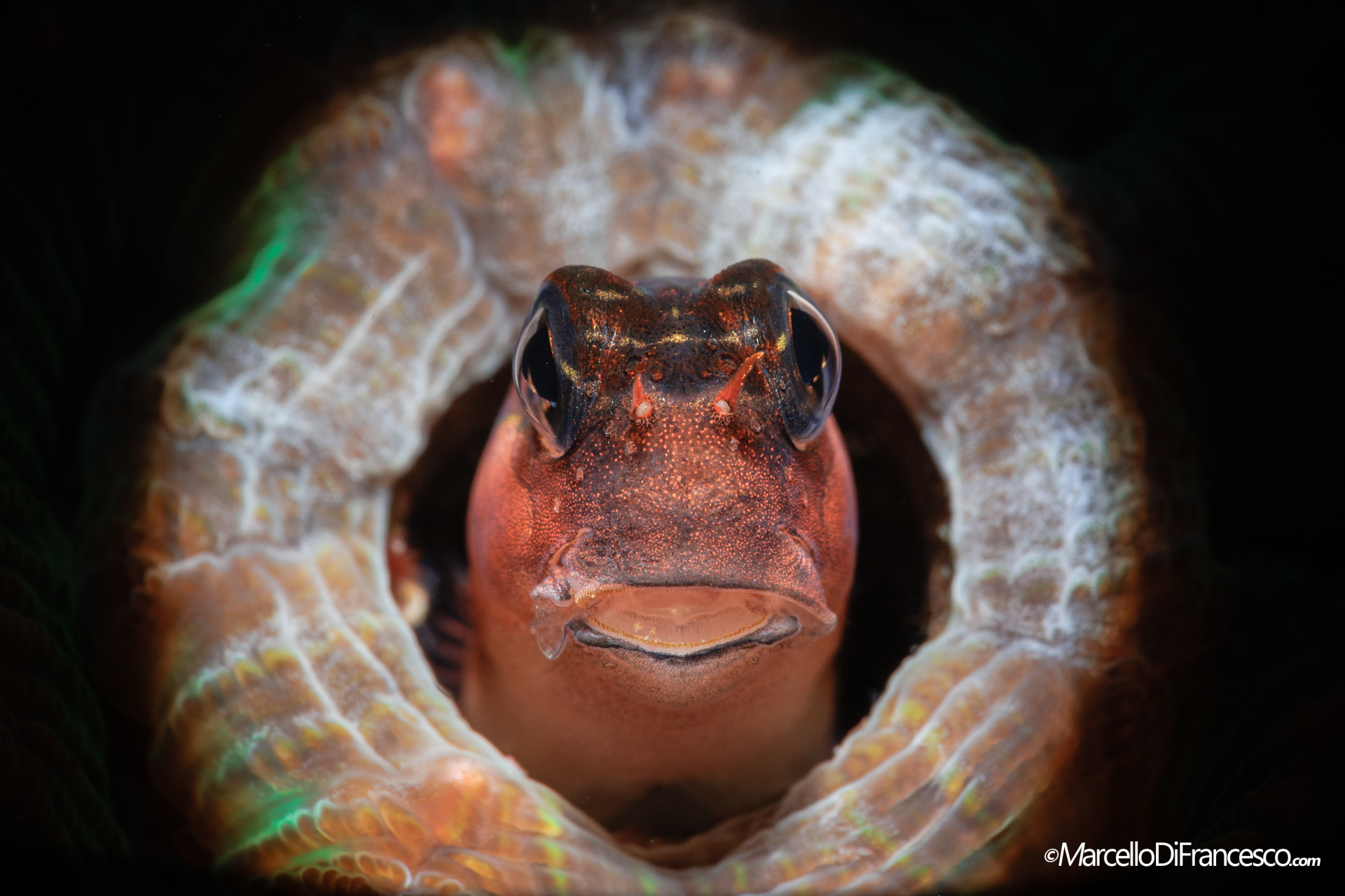 Blennide