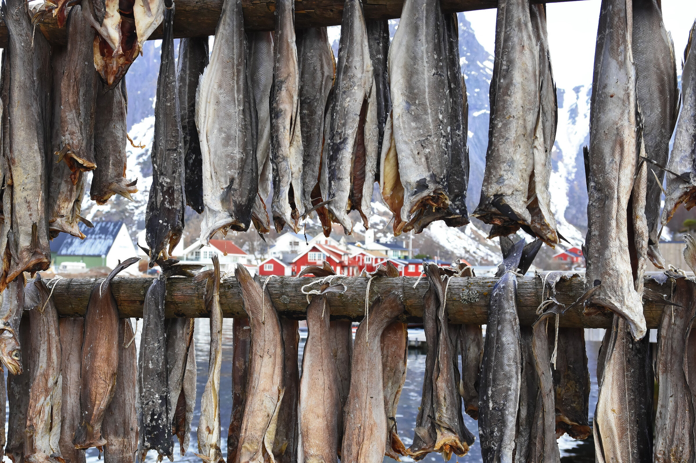 Stockfish drying (Lofoten islands)