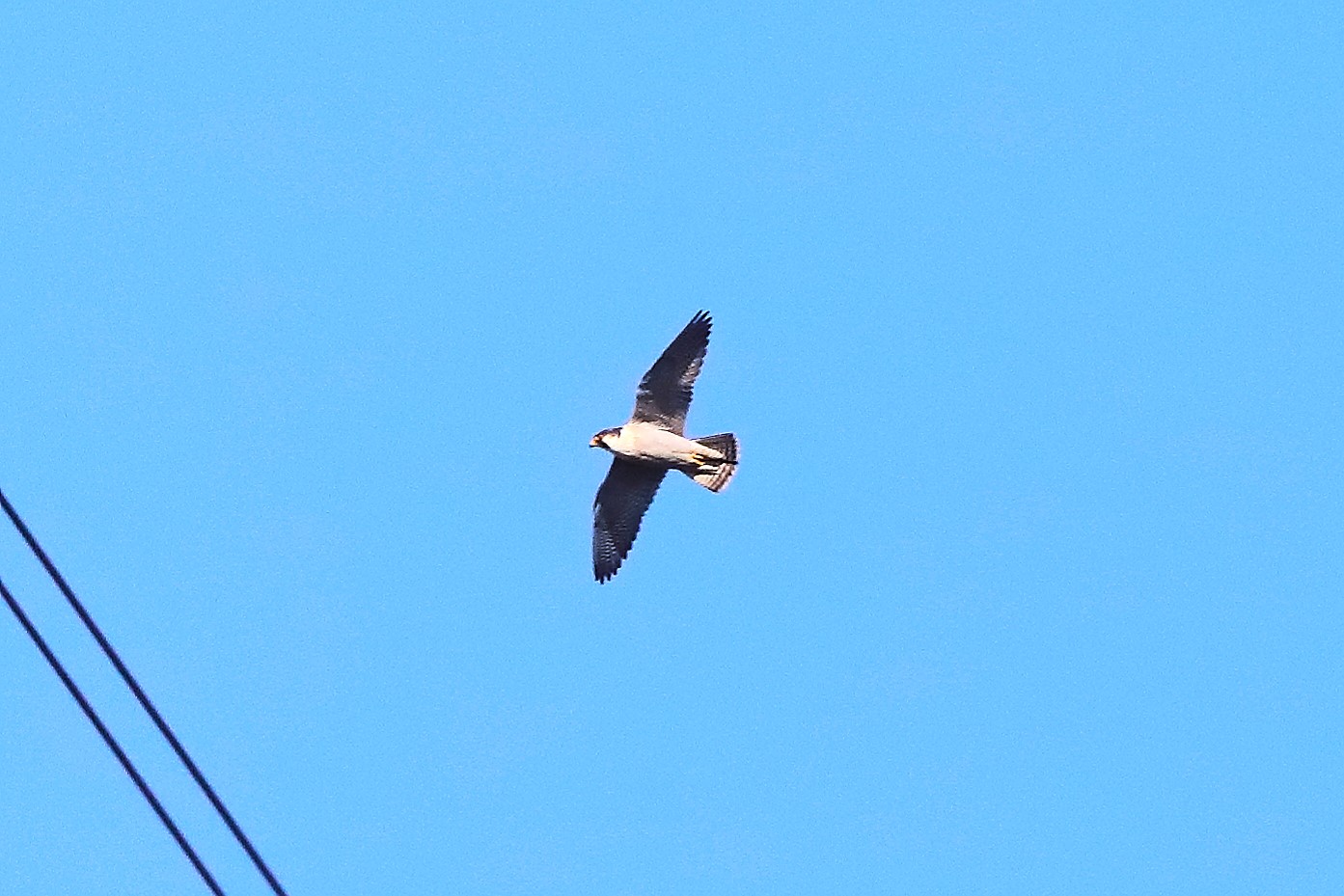 Pilgrim 25 January 2024-