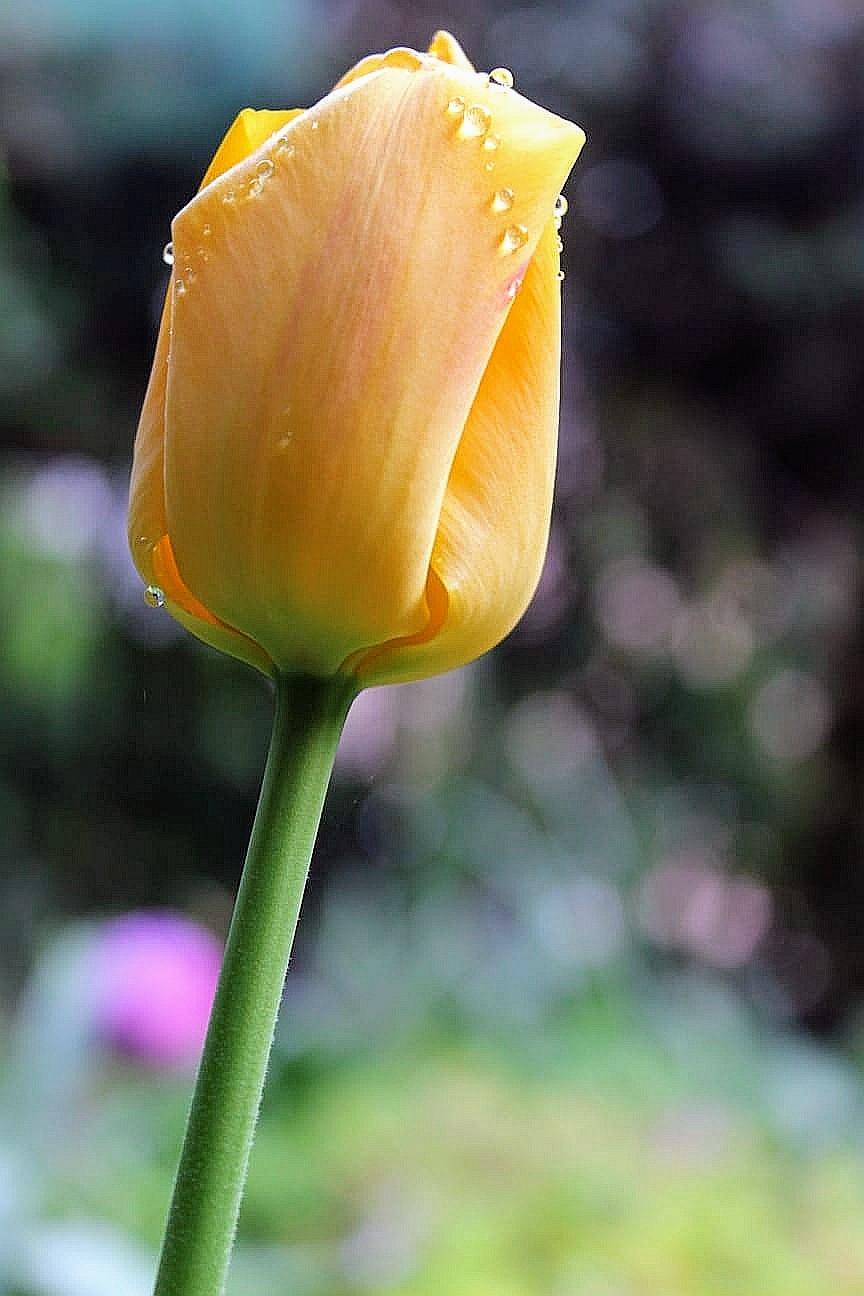 Tulip