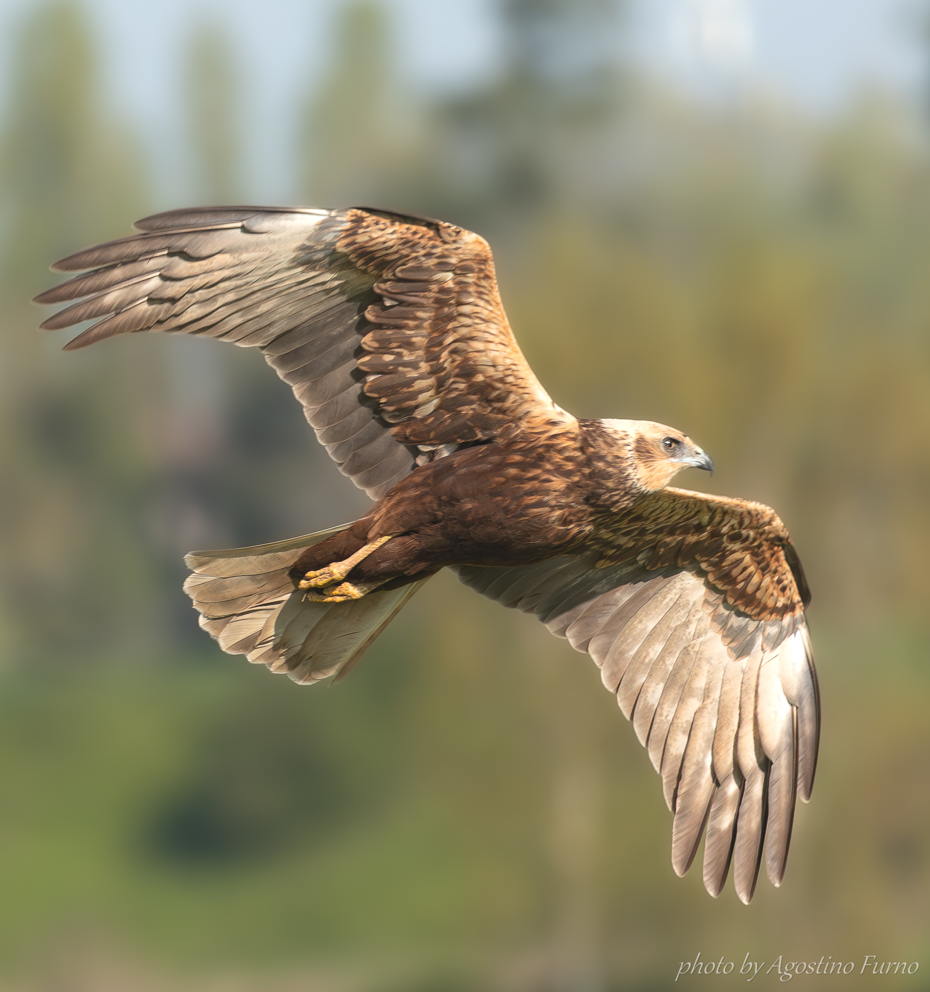 Marsh Harrier - male 2 years old... I think :)
