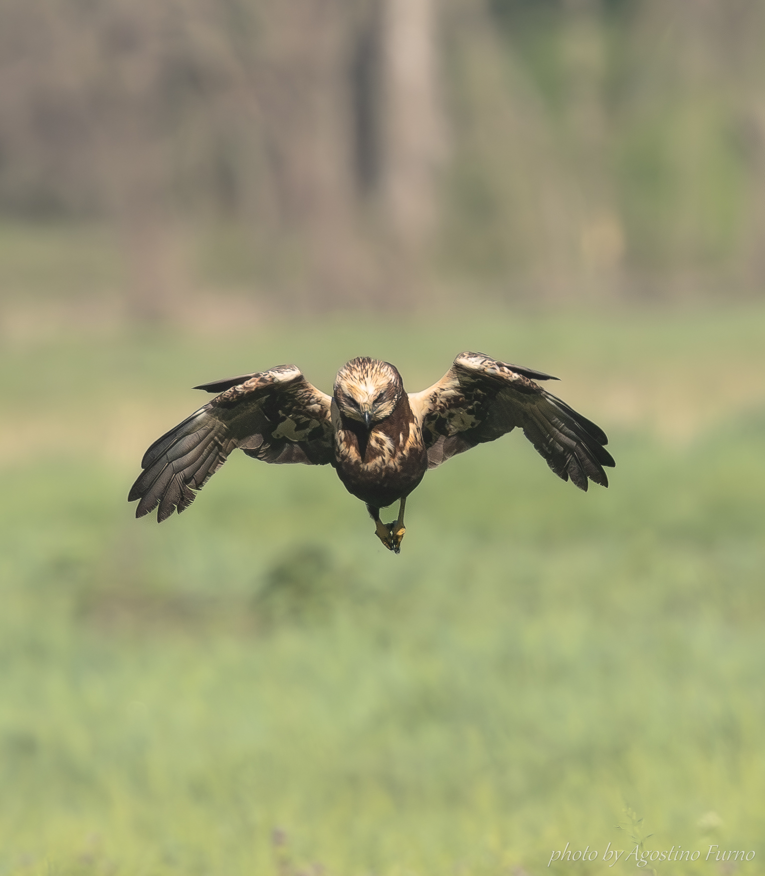 Marsh Harrier