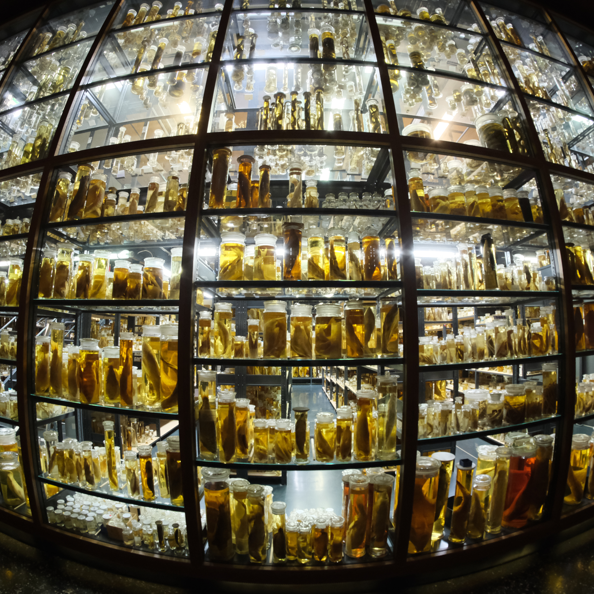 Naturkundemuseum Berlin