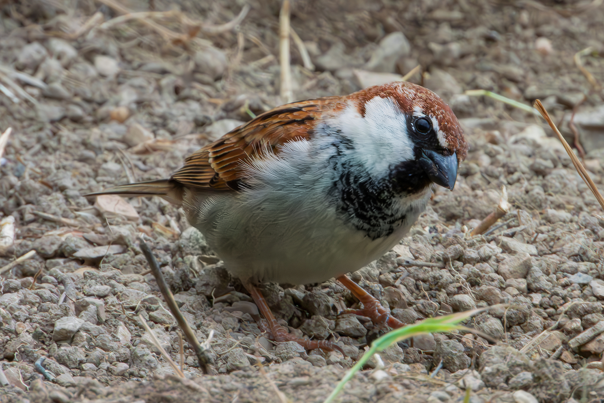 Italian Sparrow