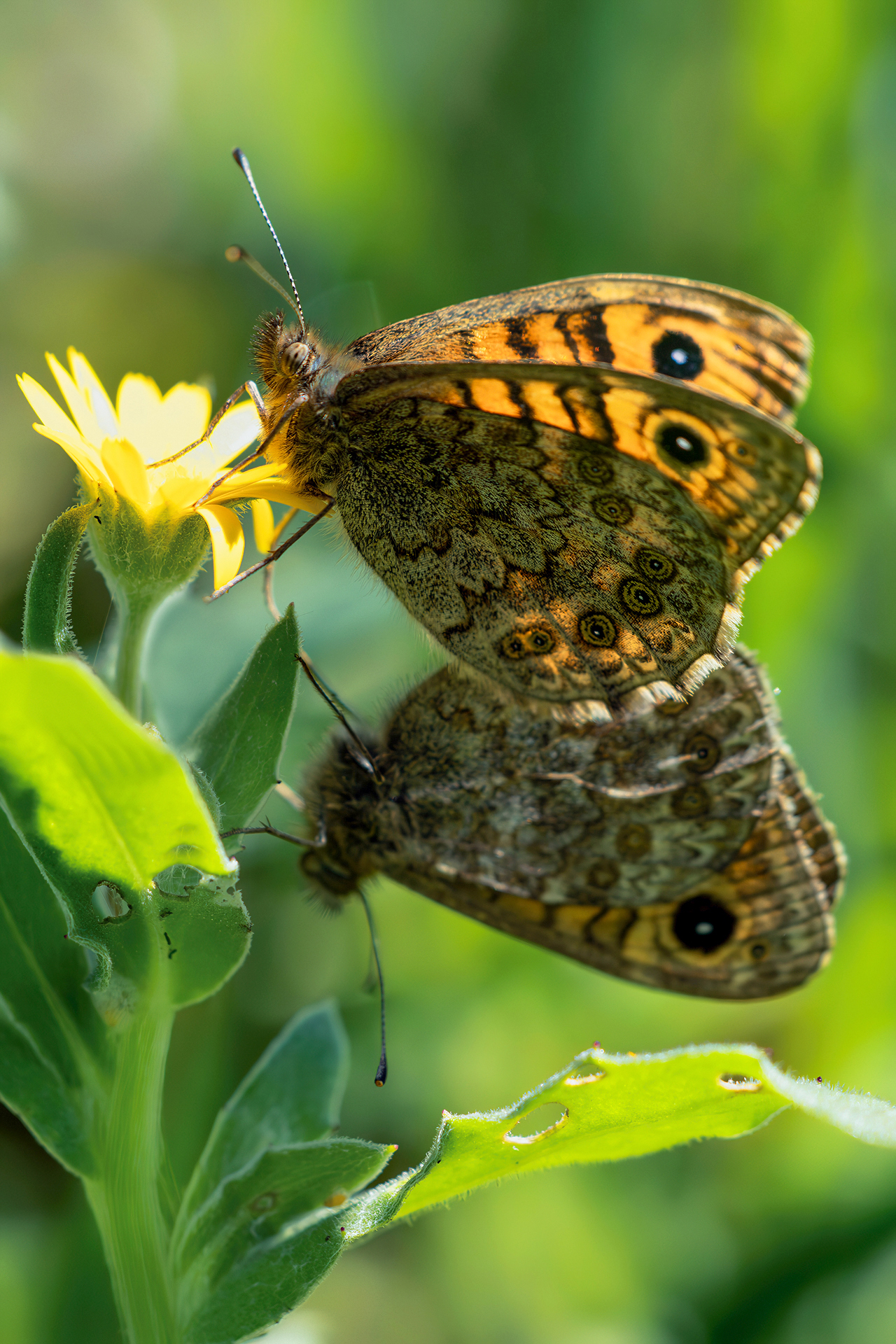 True love makes flowers burn