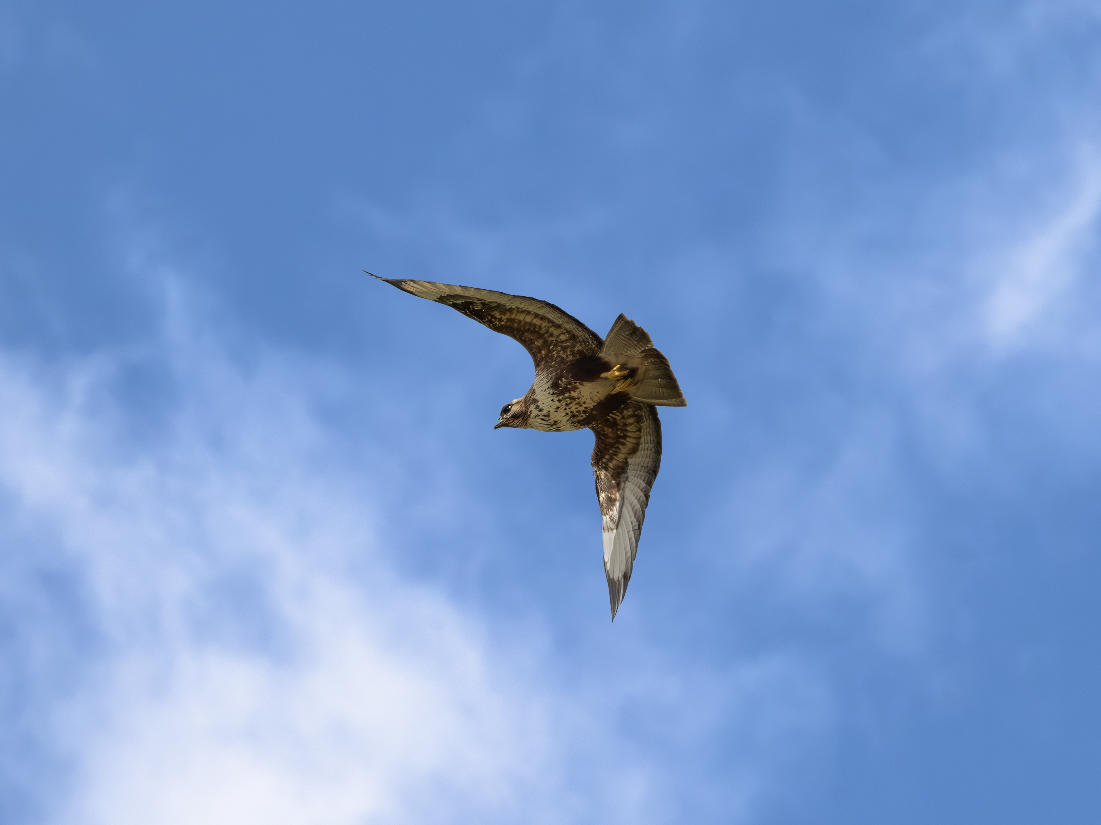 Buzzard