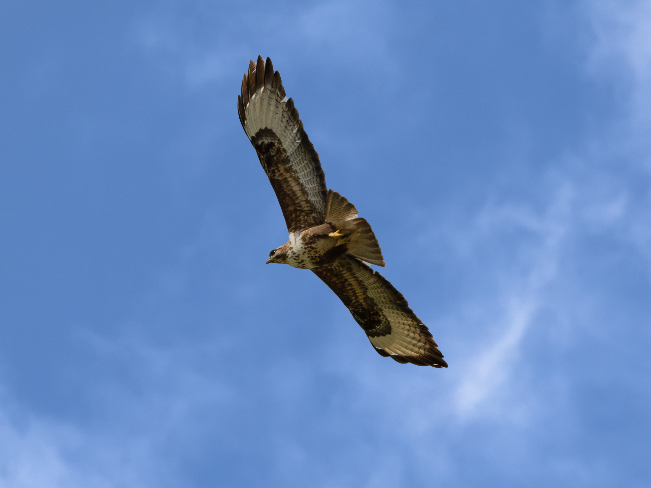 Buzzard