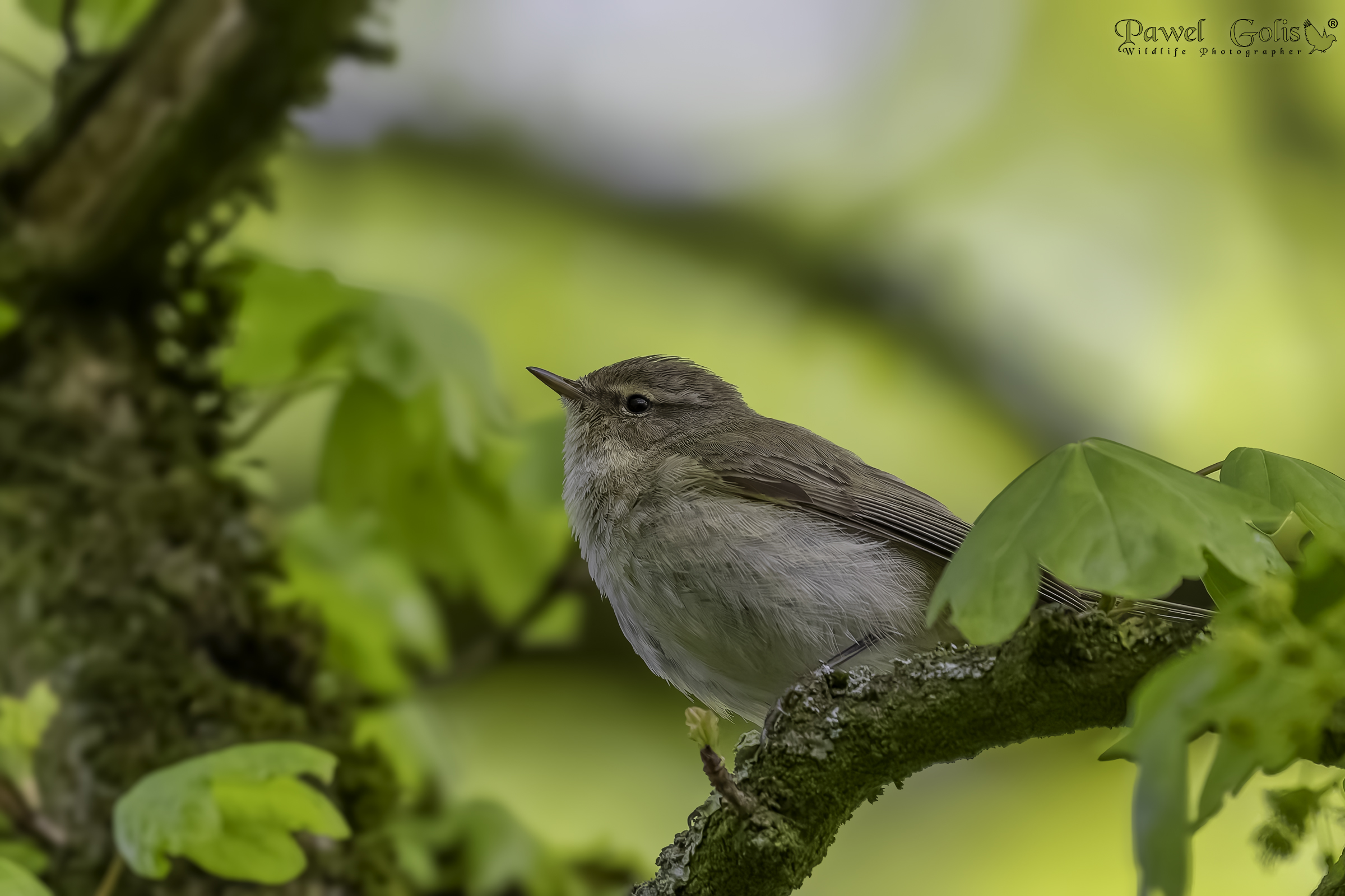 pula comune (Phylloscopus collybita)