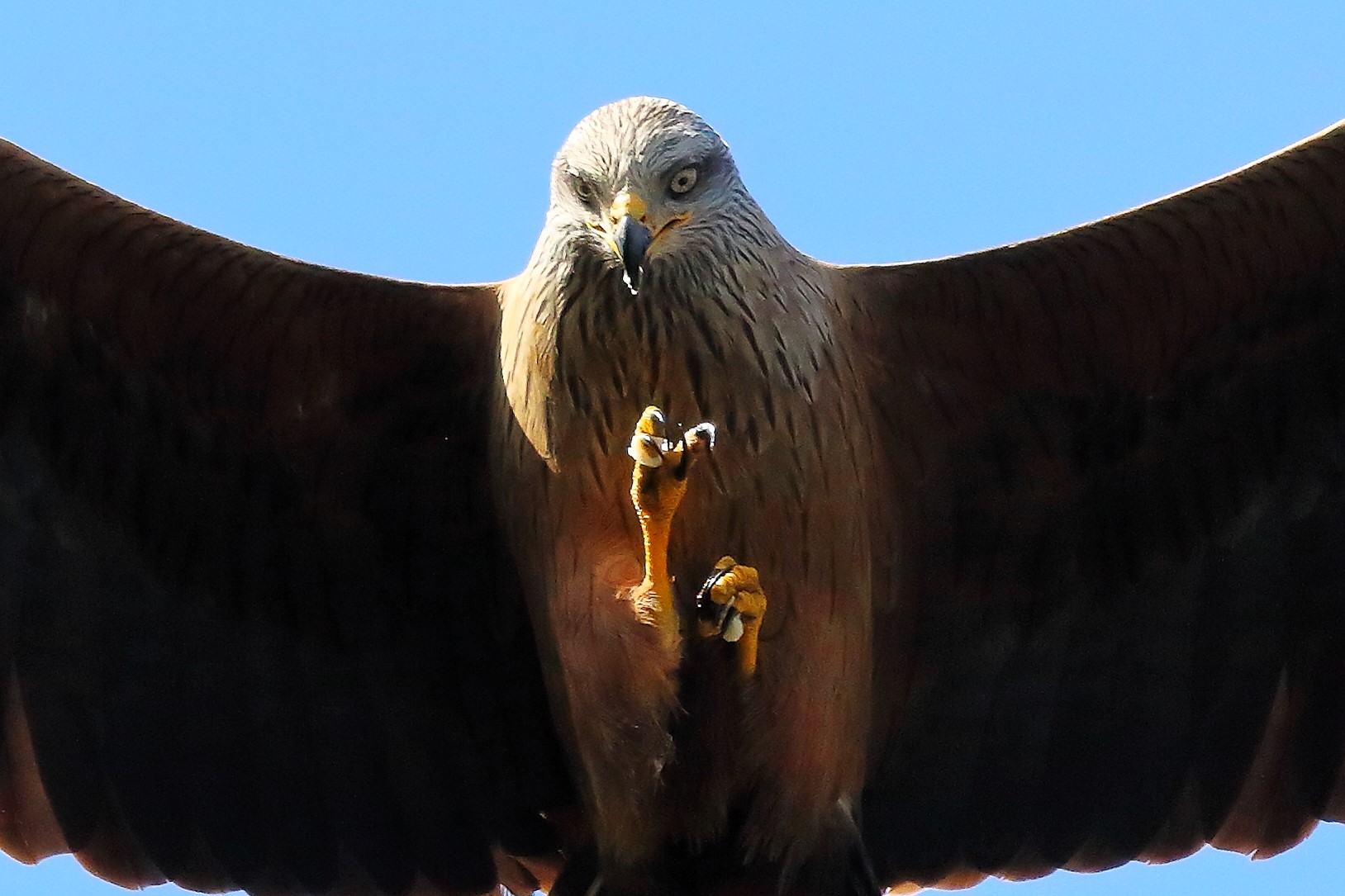 Black Kite 04 April 2024 - 7579