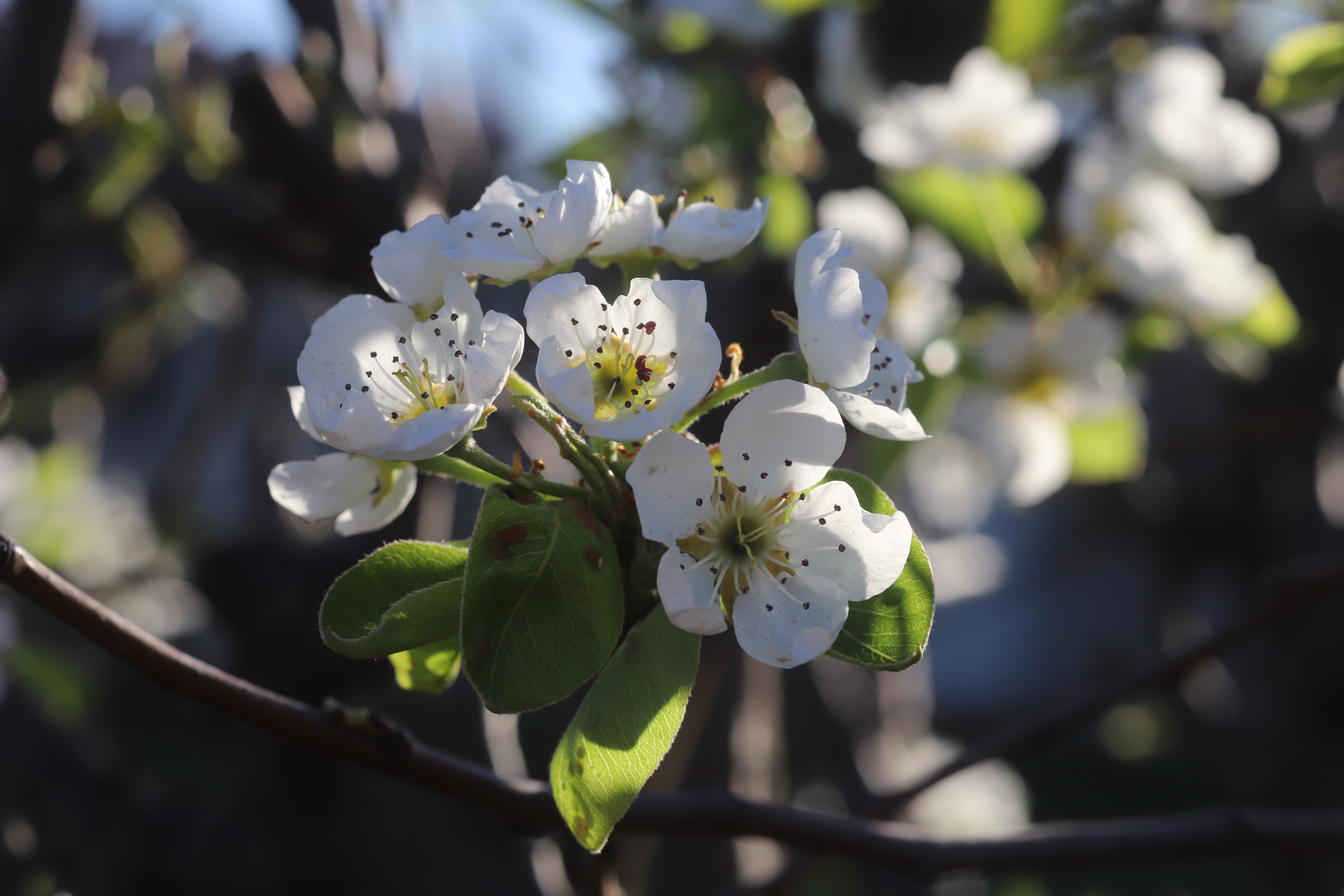 Flowers in the garden