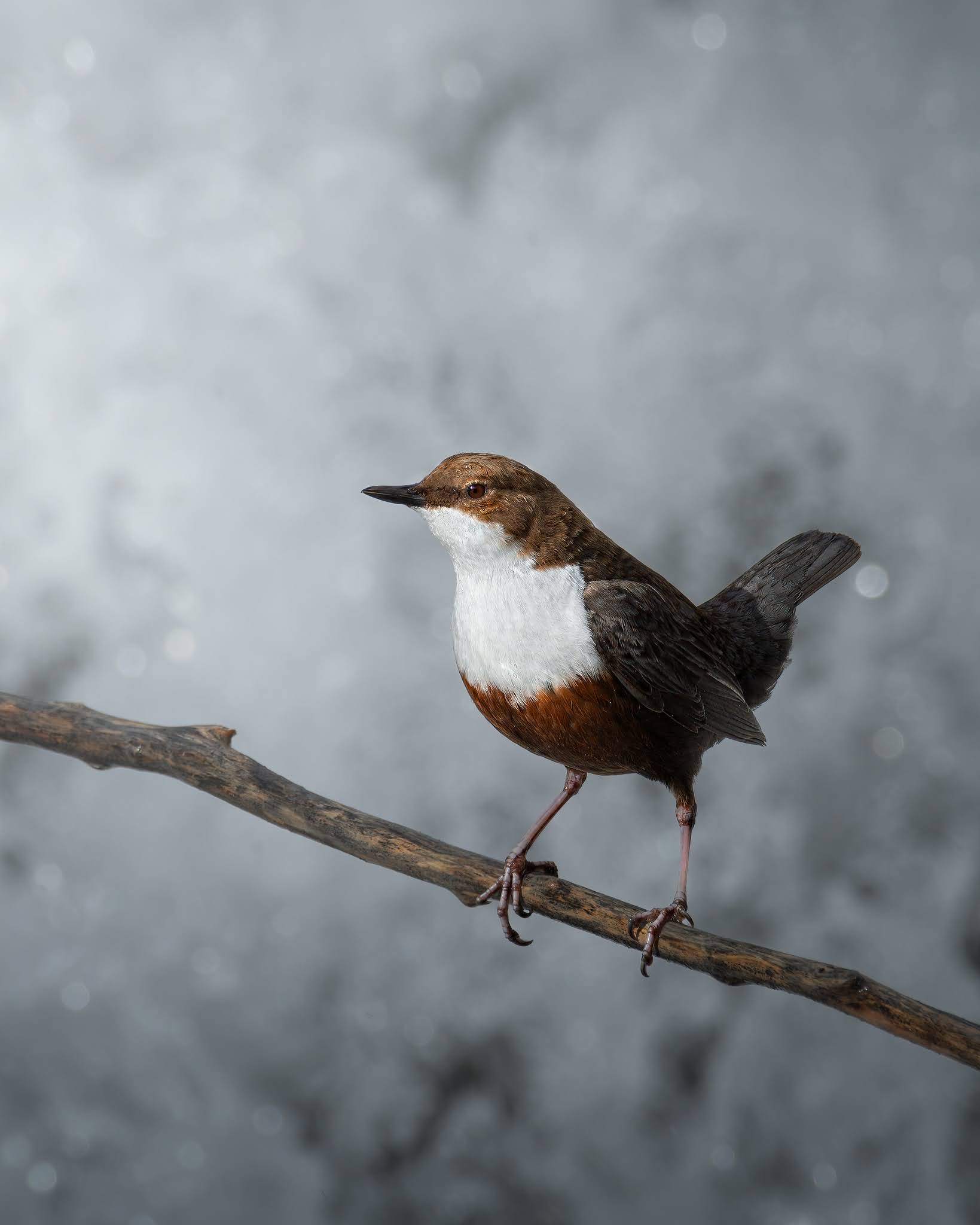 White-throated dipper