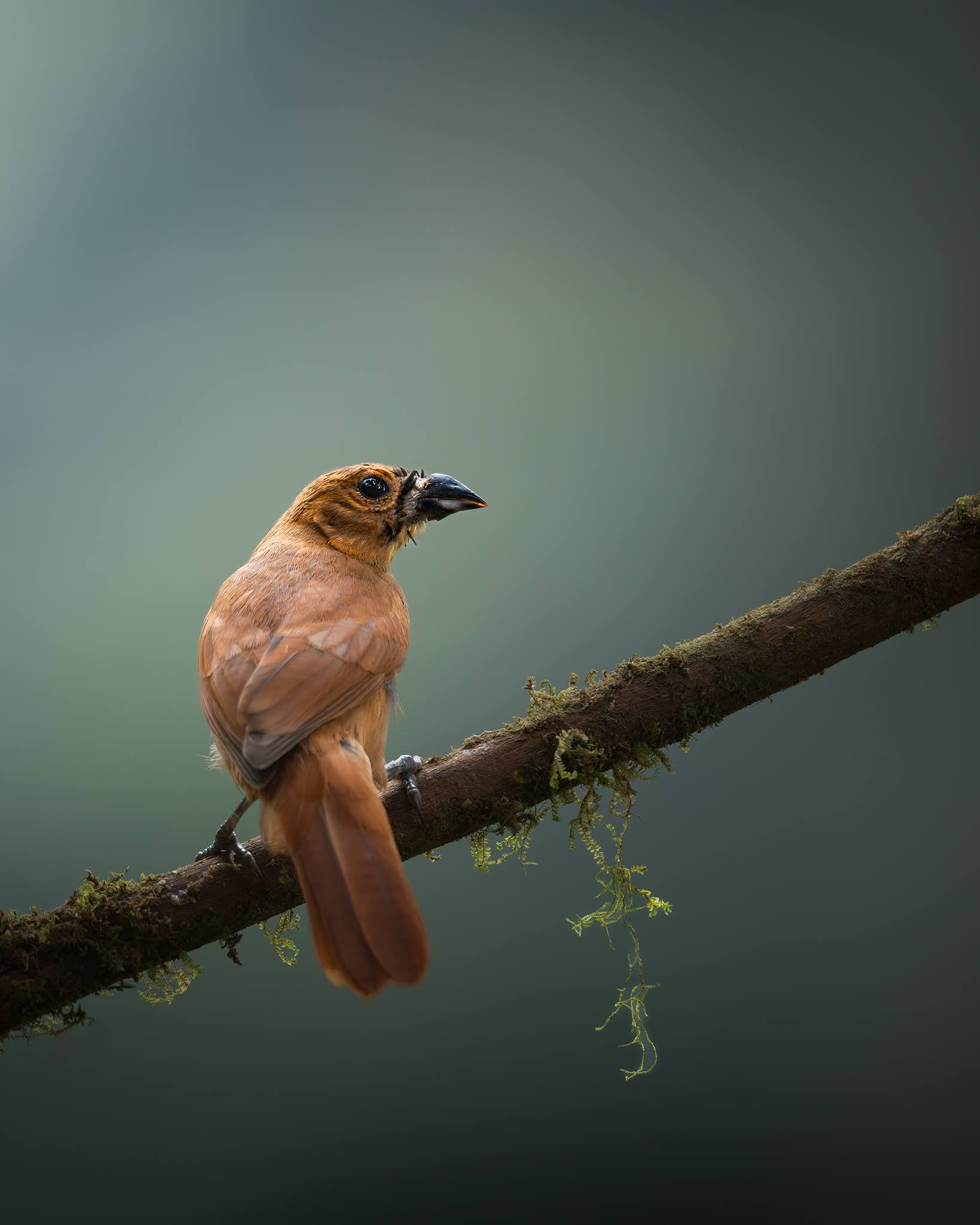 Blue-black Grosbeak