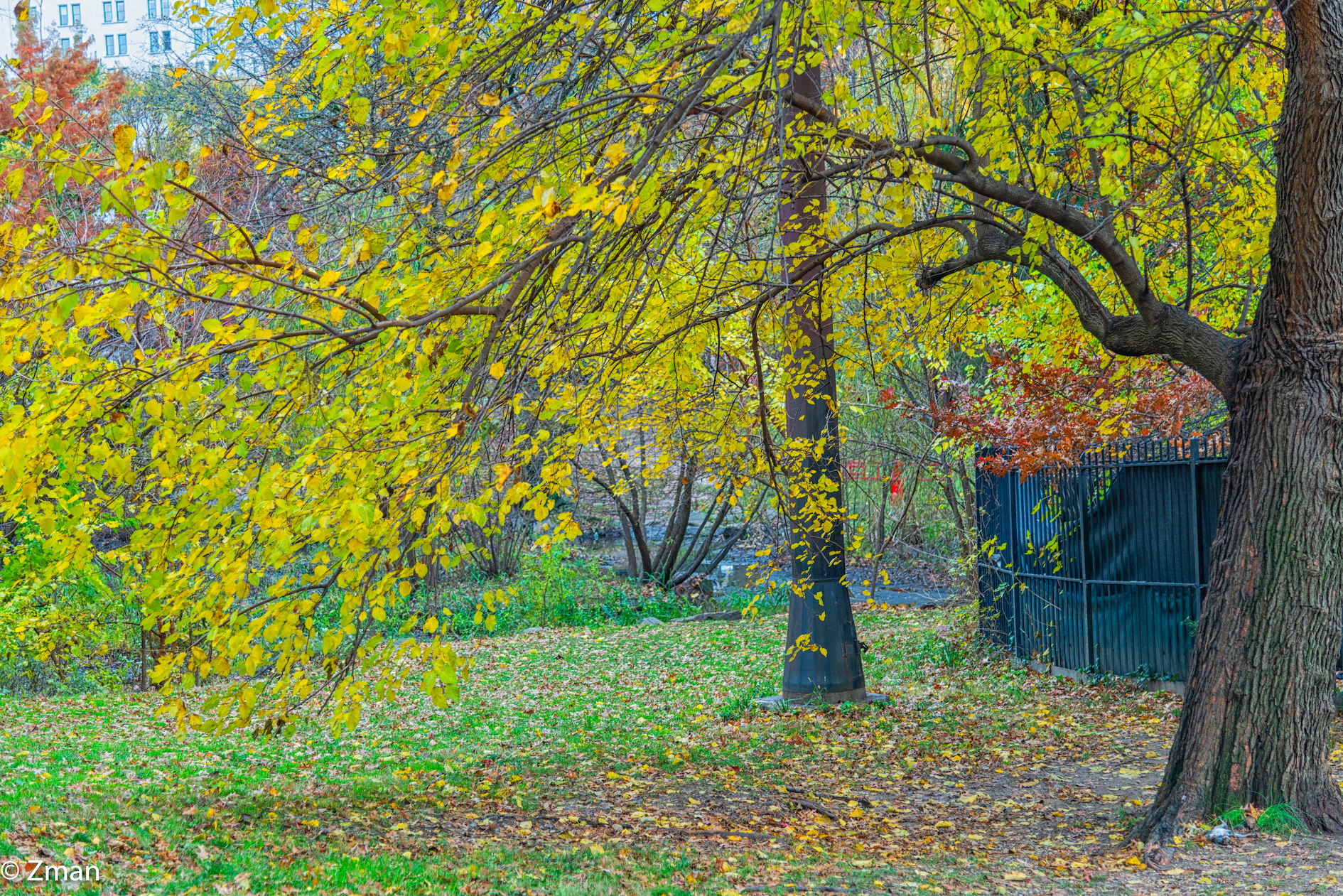 Colori di Central Park NY