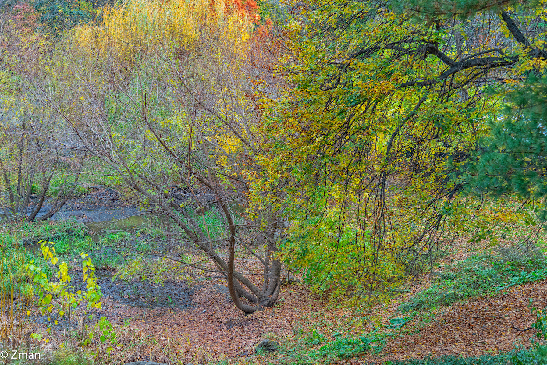 Colori di Central Park NY