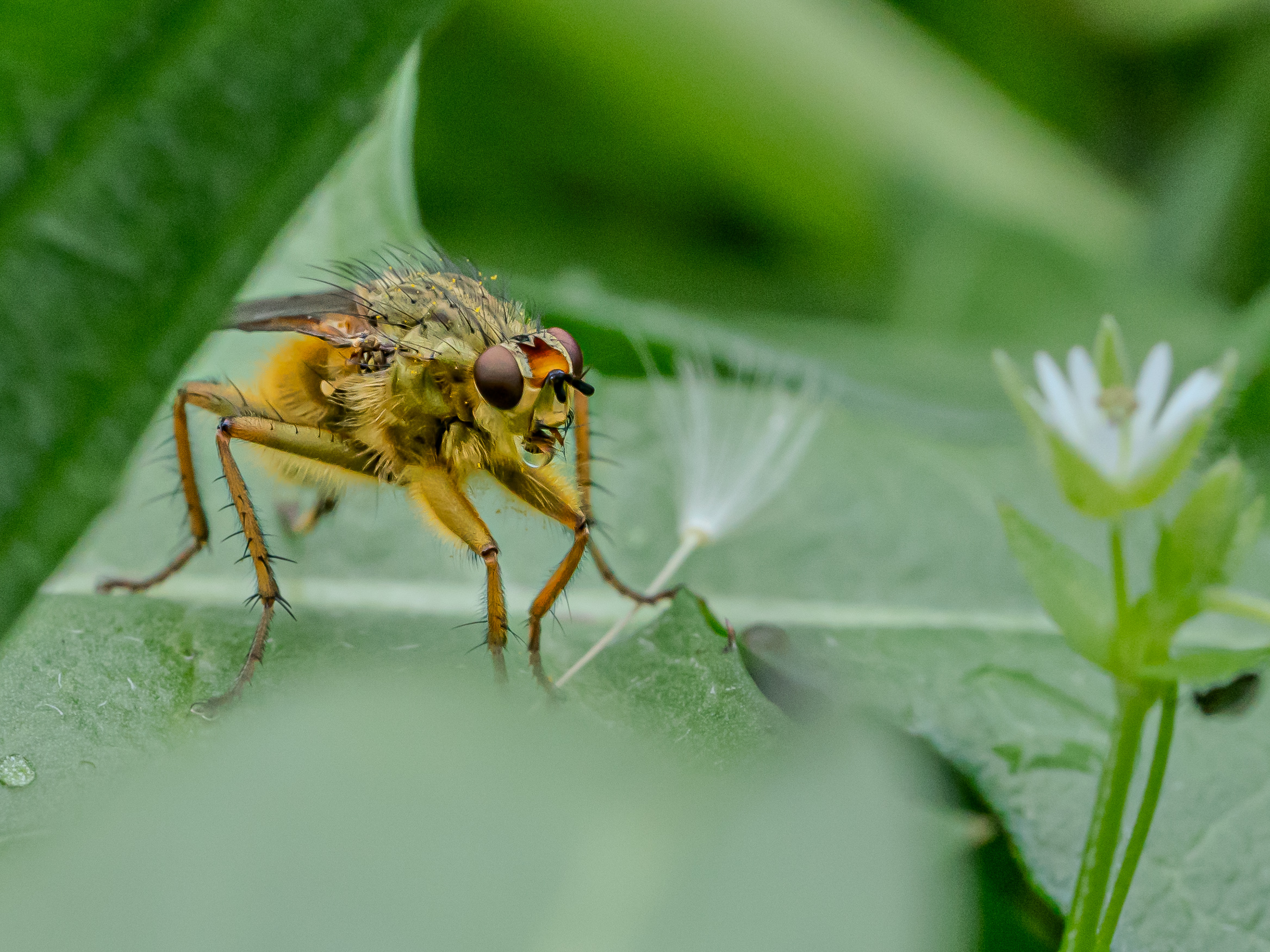 Scatophaga stercoraria