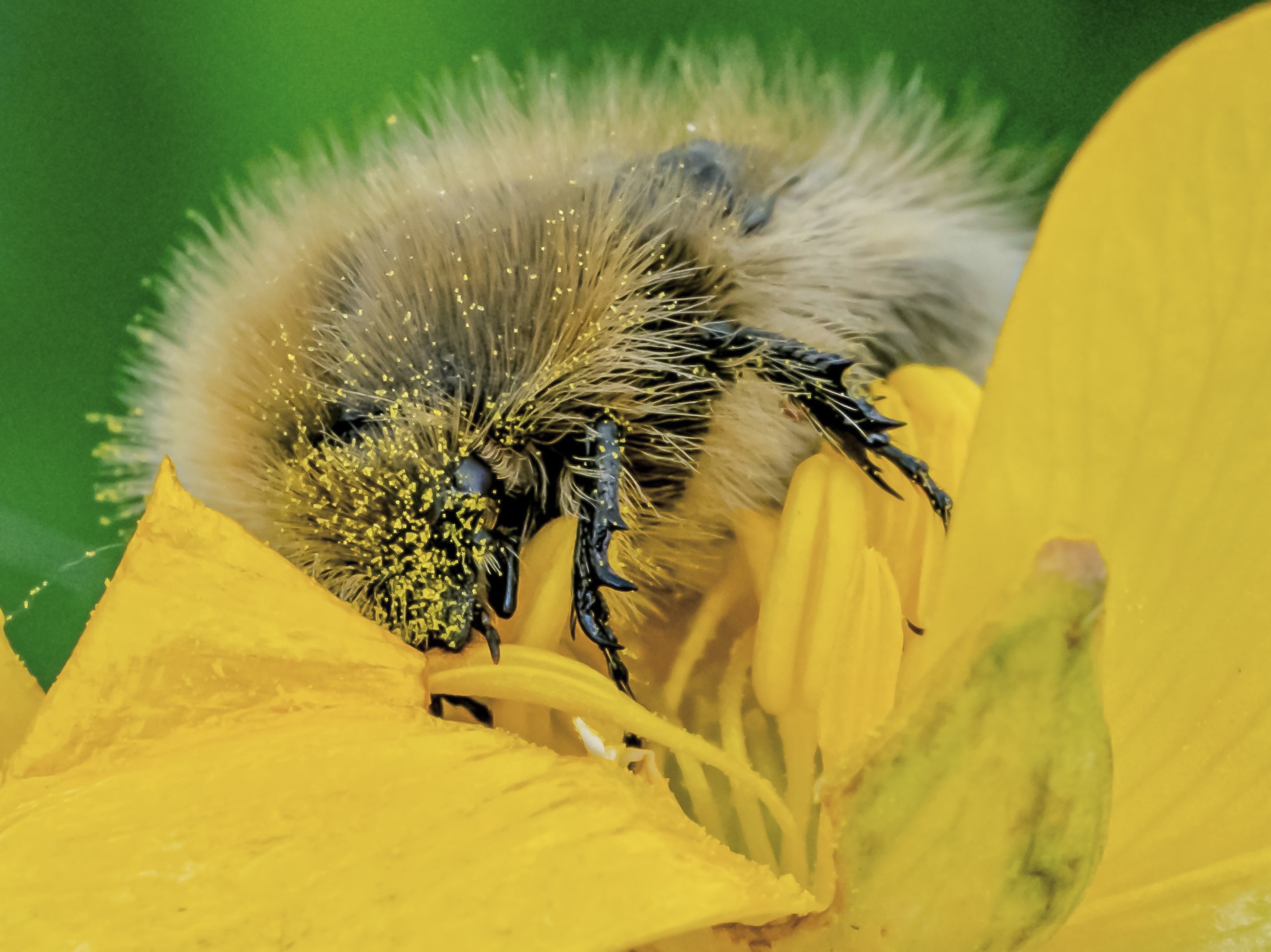 Tropinota hirta