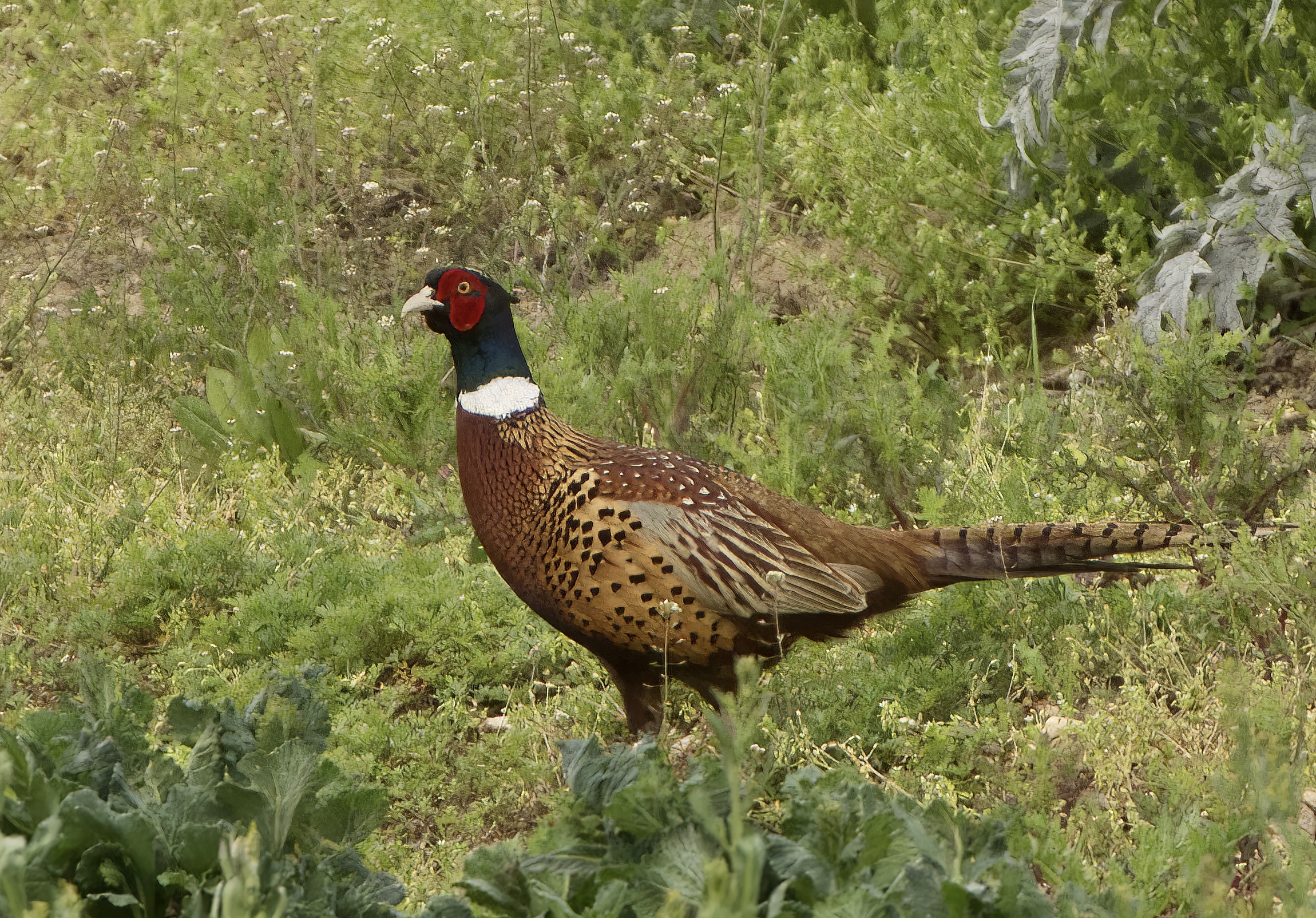 Male pheasant