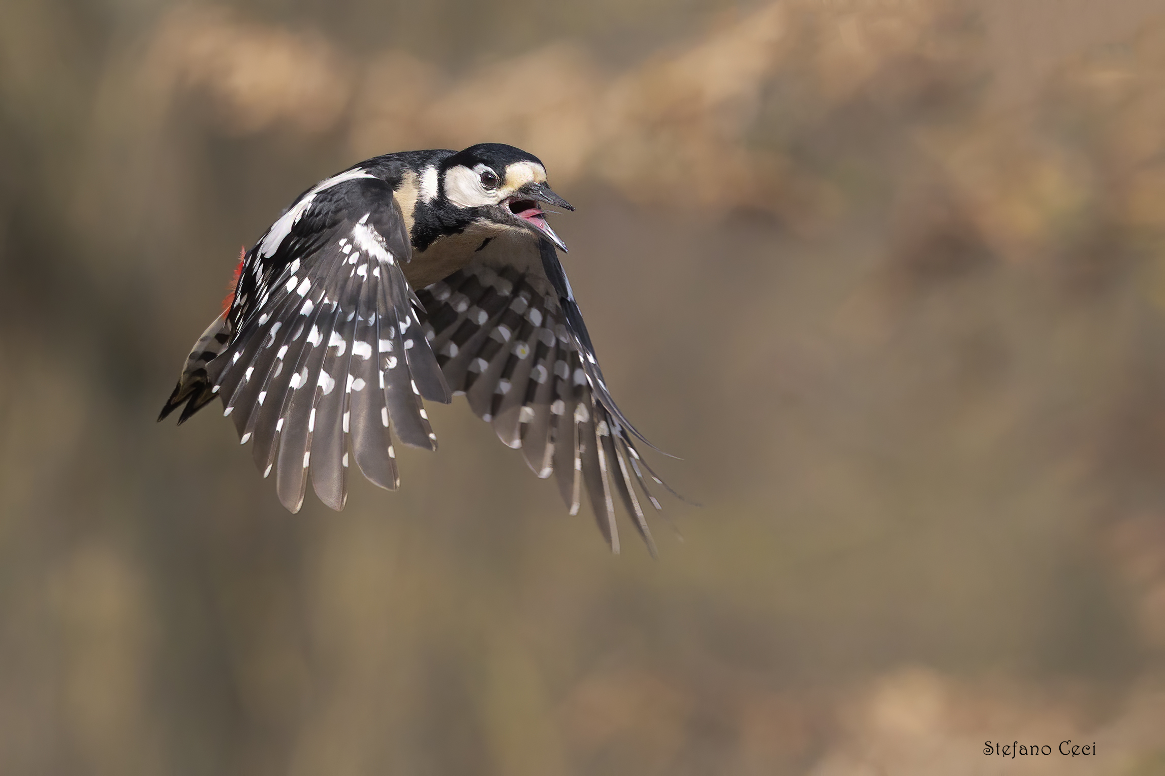 Great spotted woodpecker