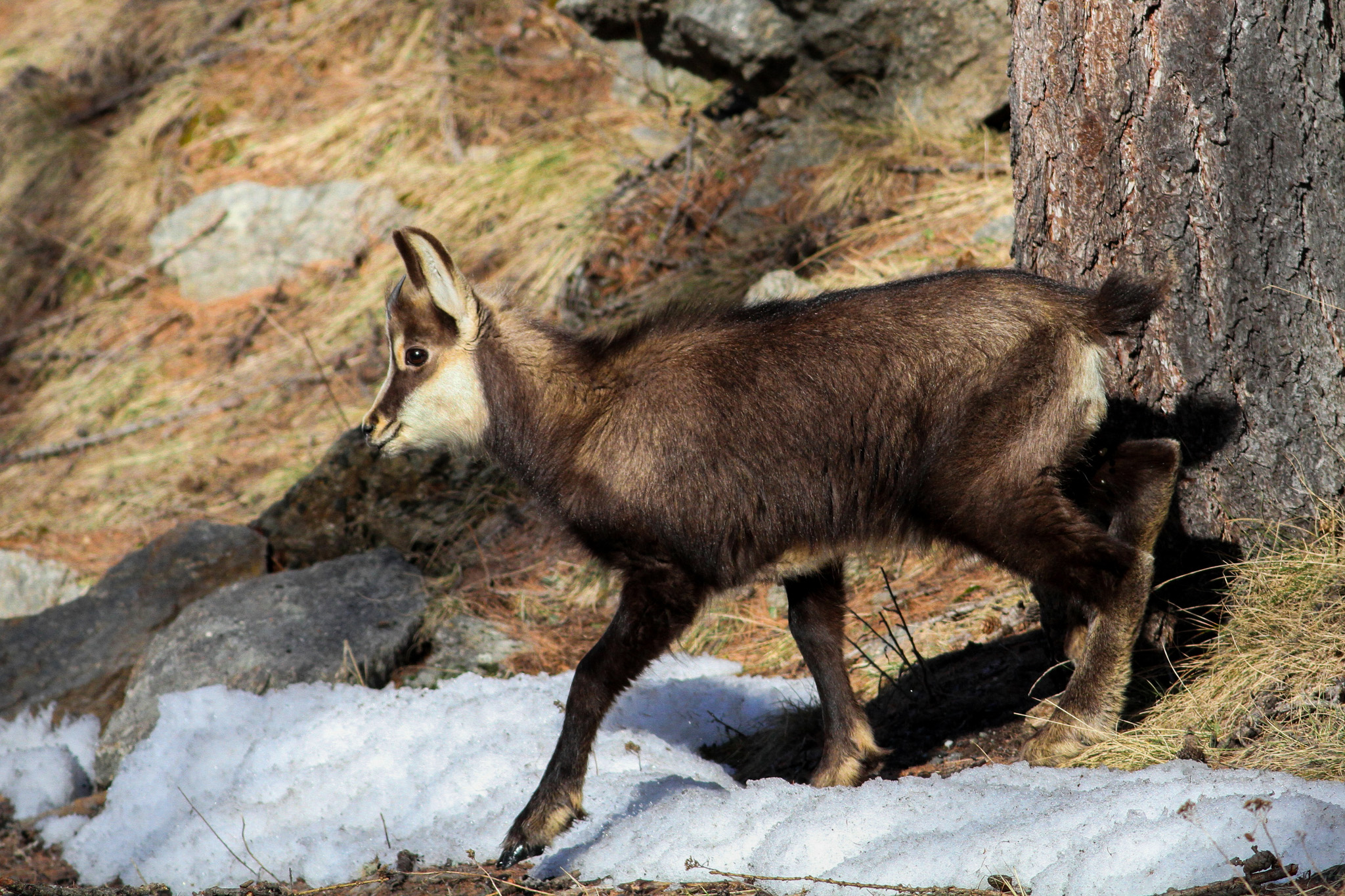 chamois
