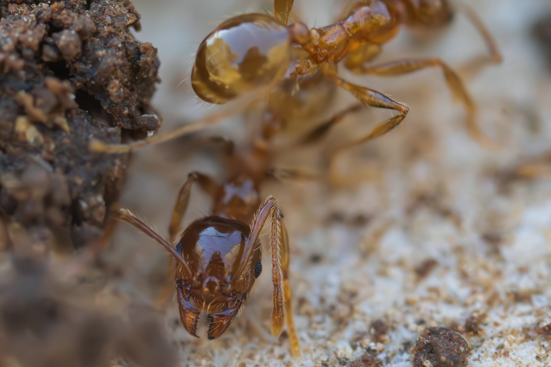 Pheidole pallidula