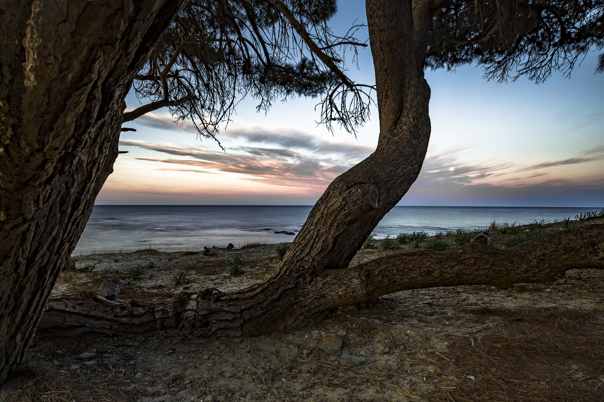 La pineta si Santa Lucia, Sardegna