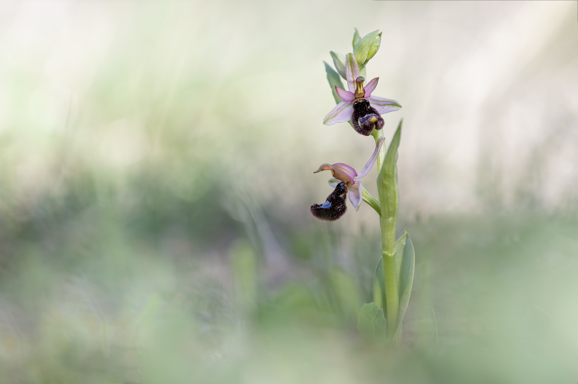 Ophrys bertolonii