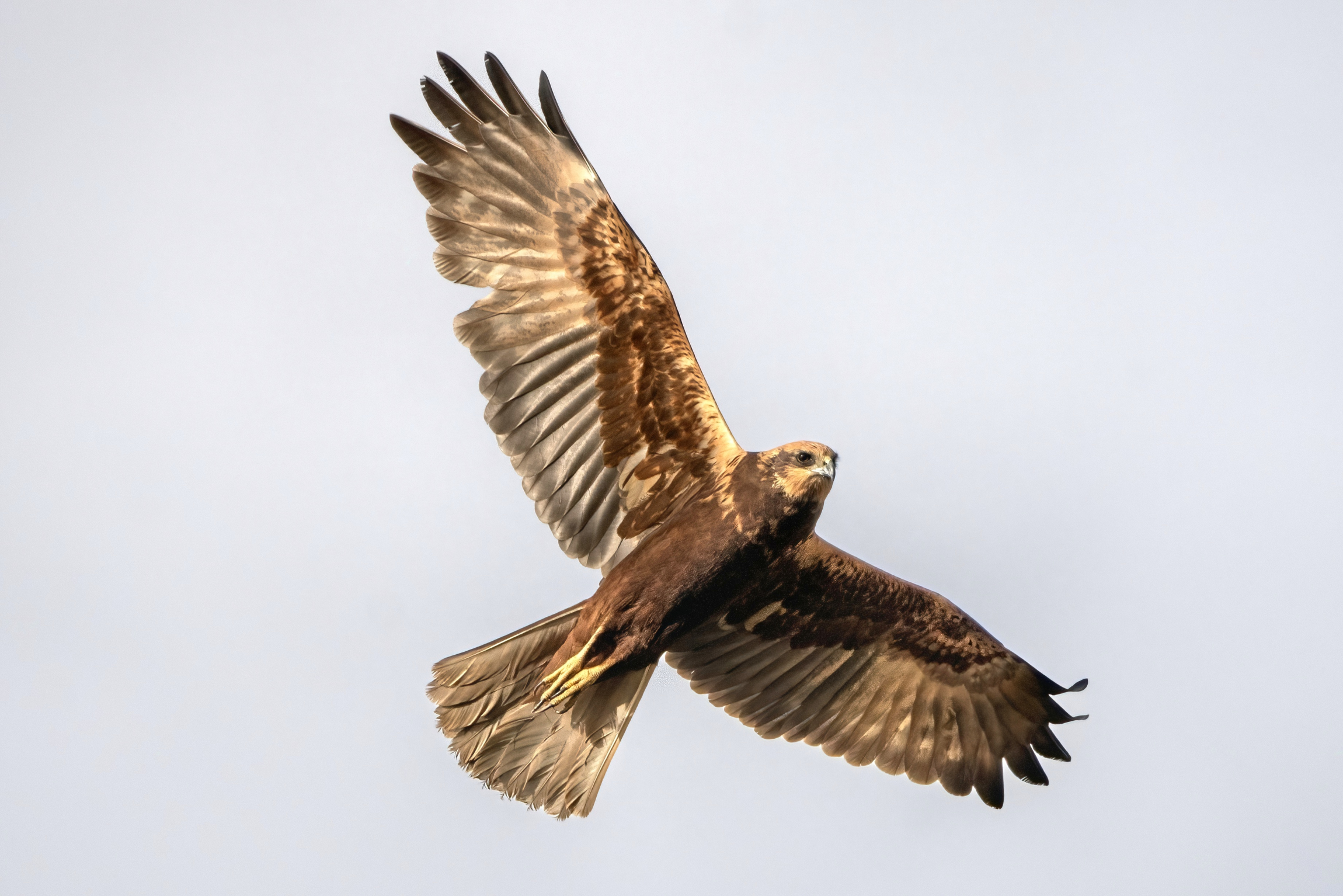 Marsh Harrier (Circus aeruginosus)