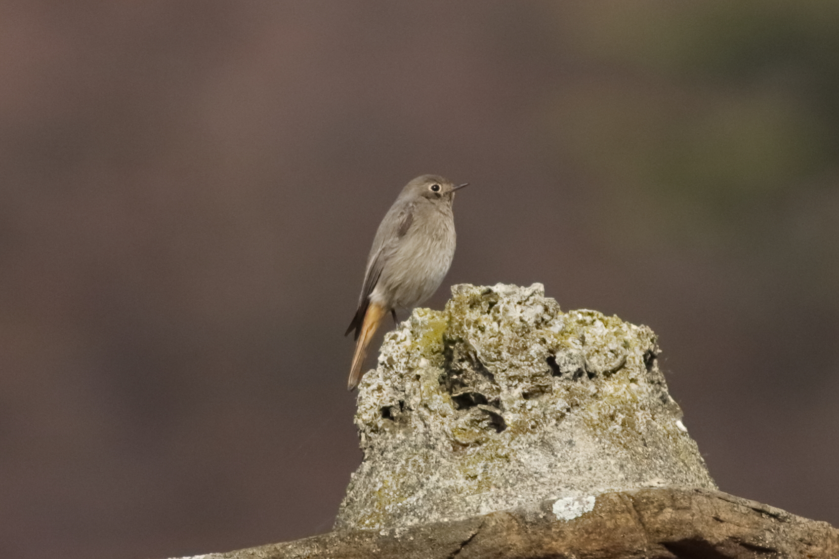 Redstart F 26 January 2024 - 0017