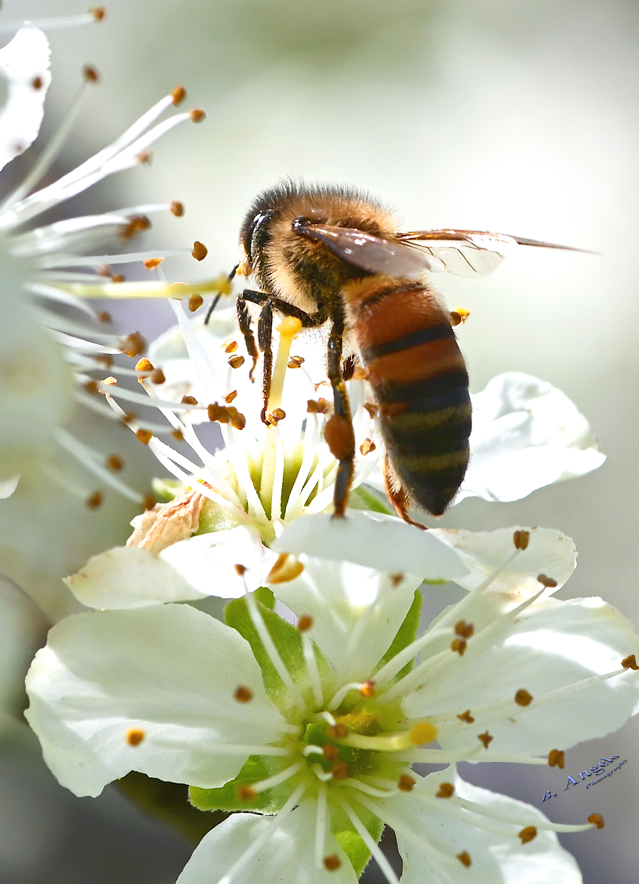 " Impollinatrice "