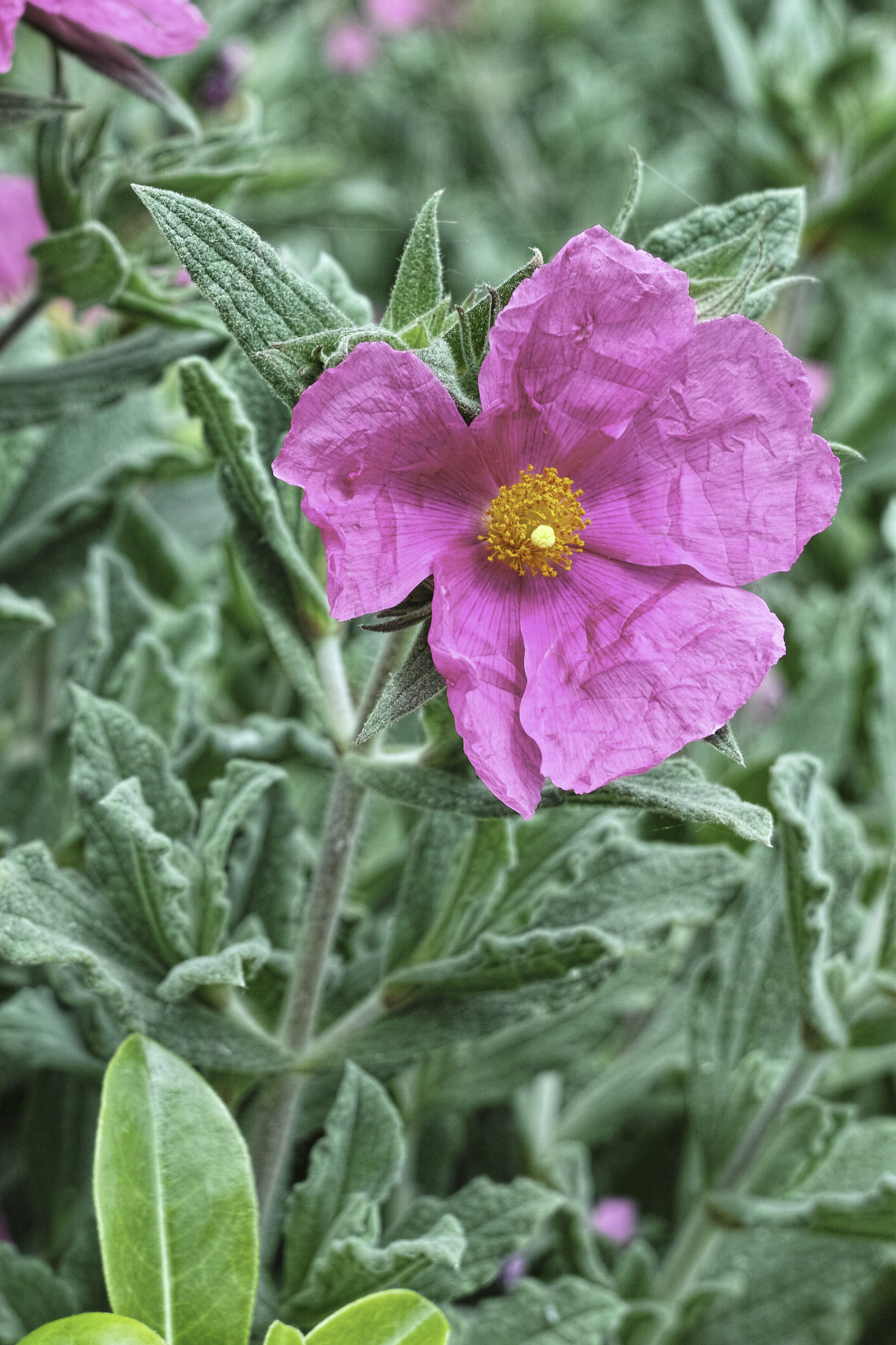 Fiorellino prima della stiratura mattutina
