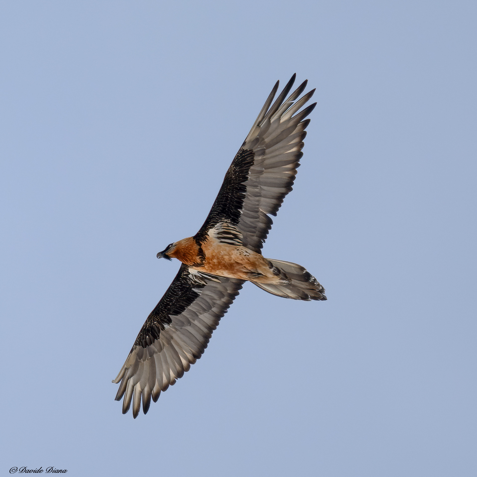 Gypaetus barbatus - Gran Paradiso National Park