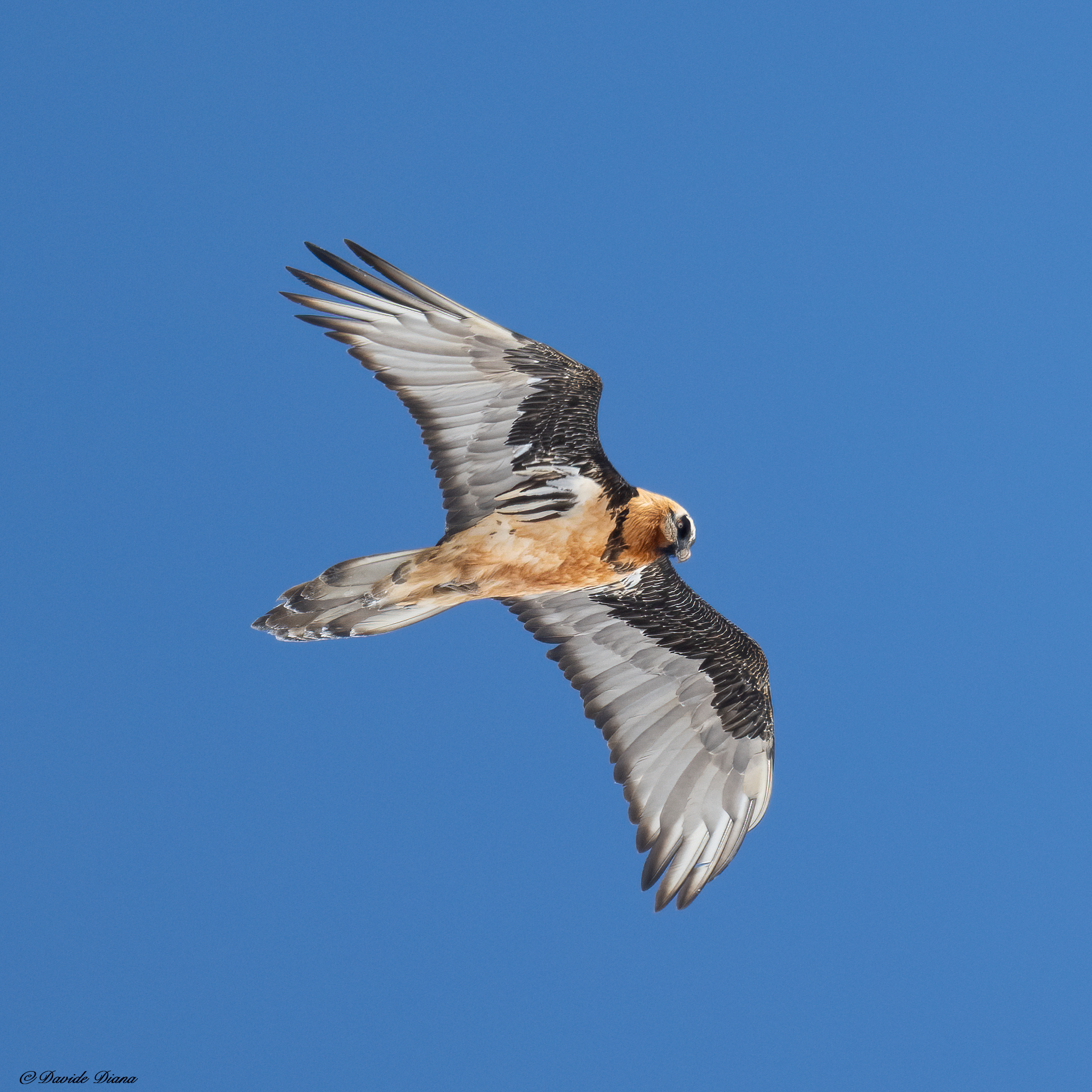 Gypaetus barbatus - Gran Paradiso National Park
