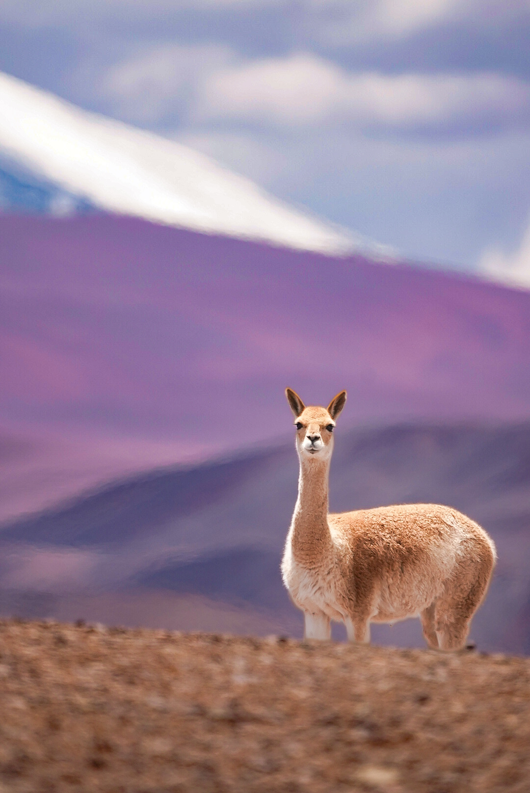 North Argentina