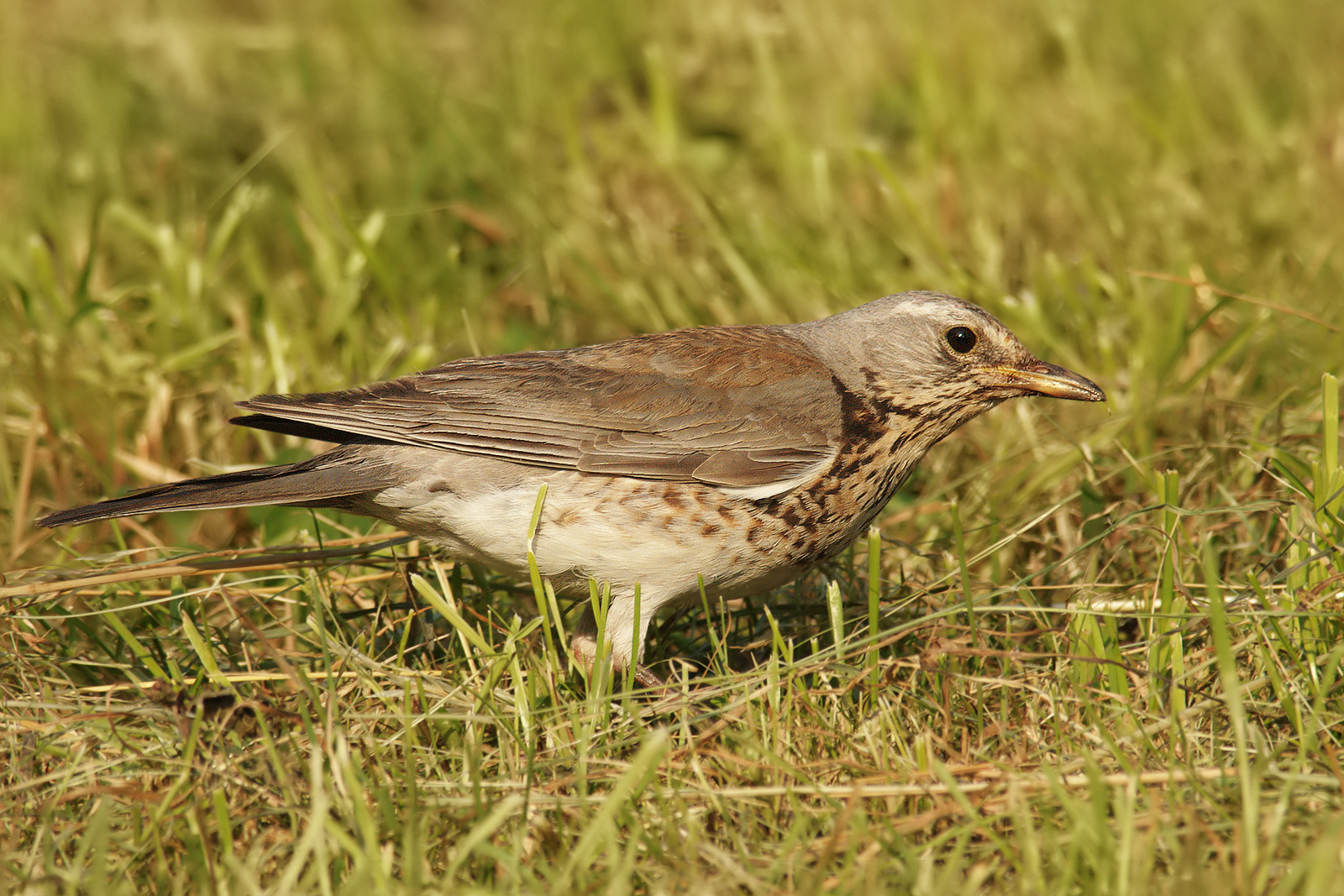 Mistle thrush.