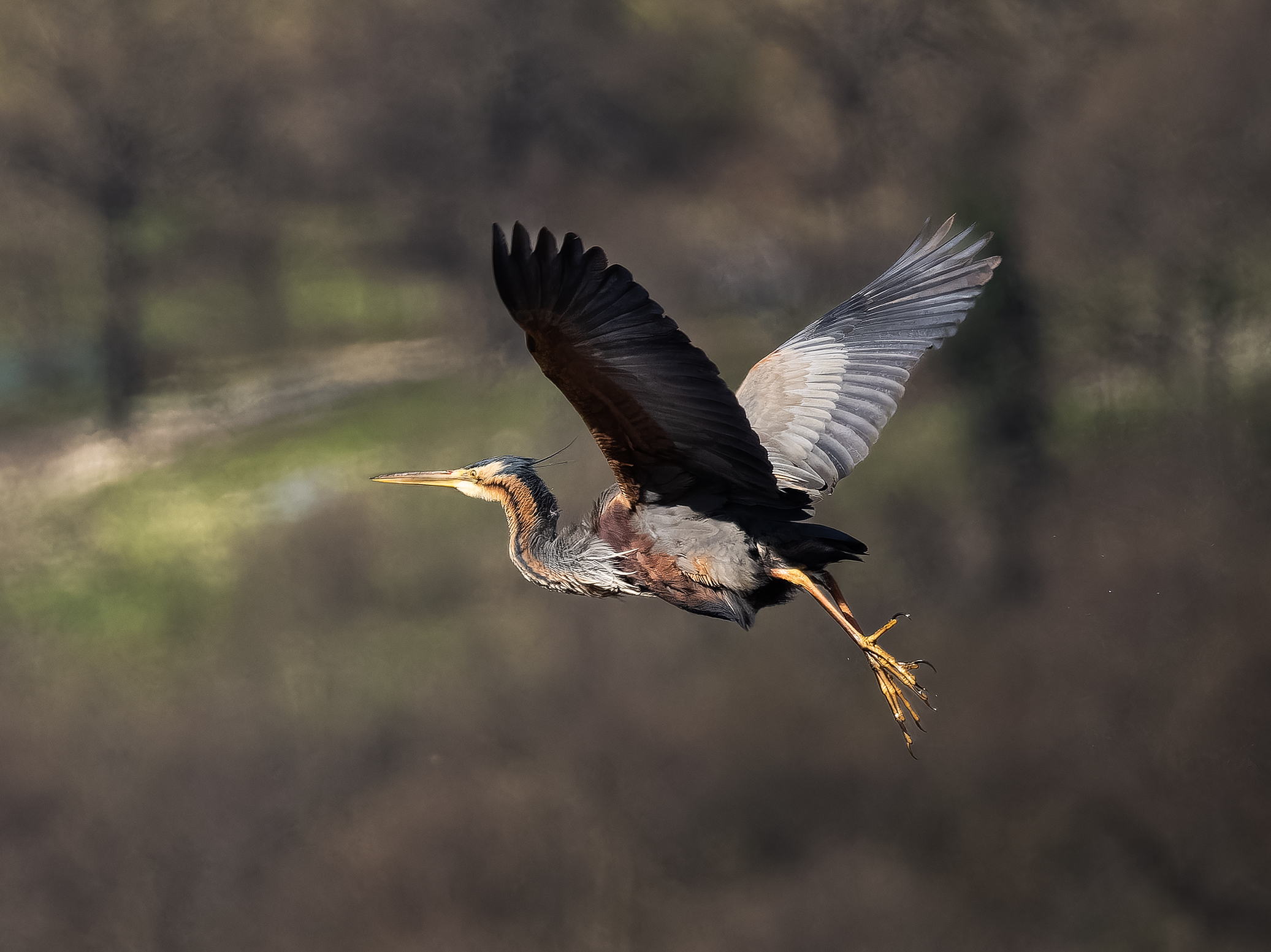 Purple heron