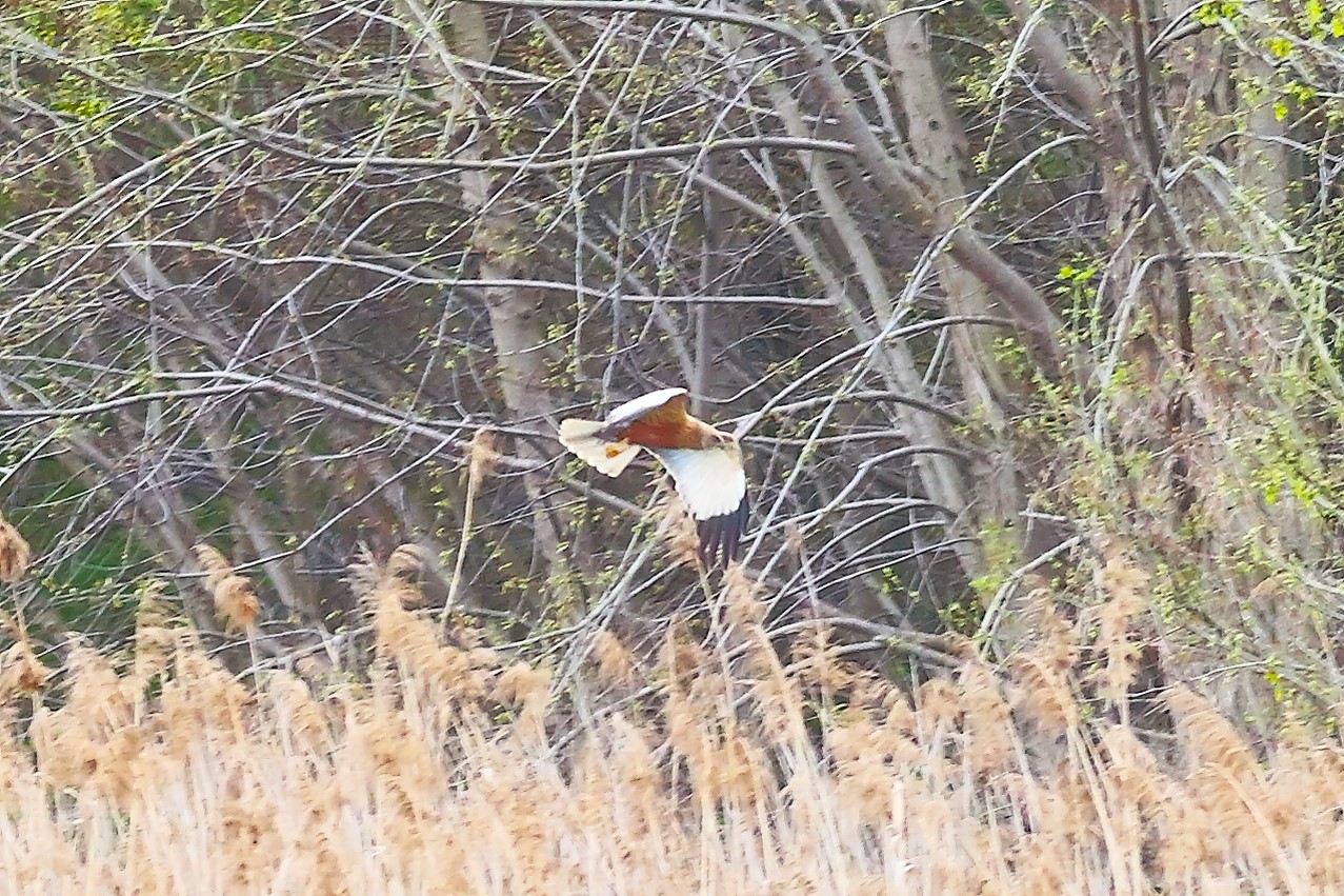 Marsh Harrier M April 2024 - 7553