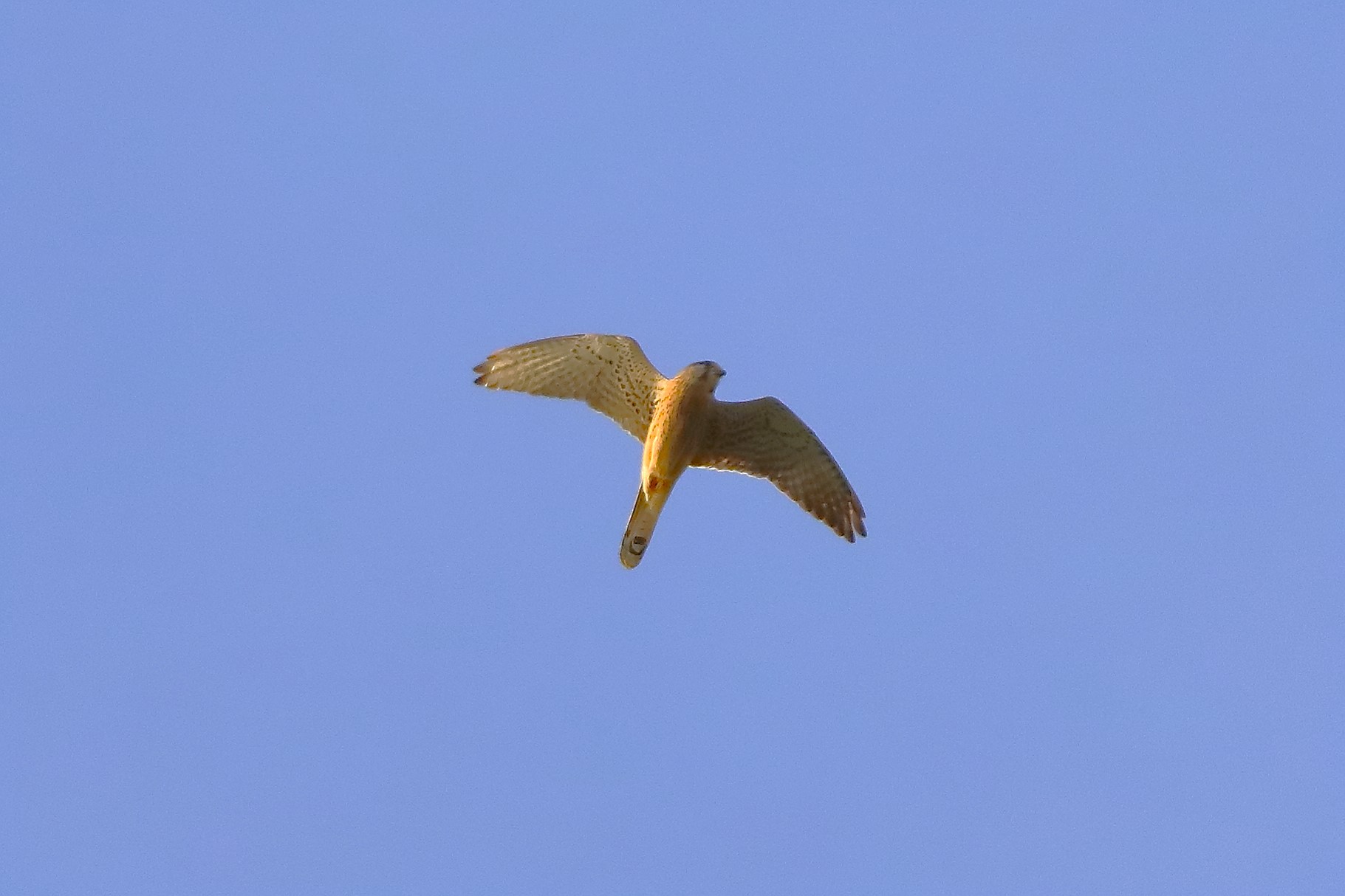 Kestrel April 2024