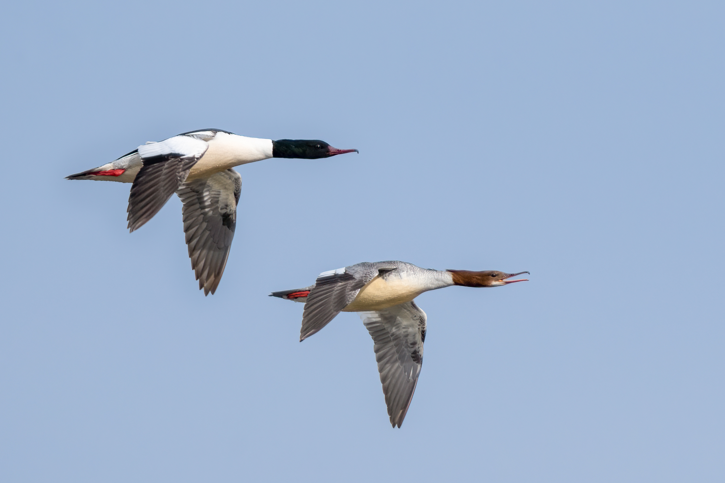 Coppia di smerghi (Mergus merganser)