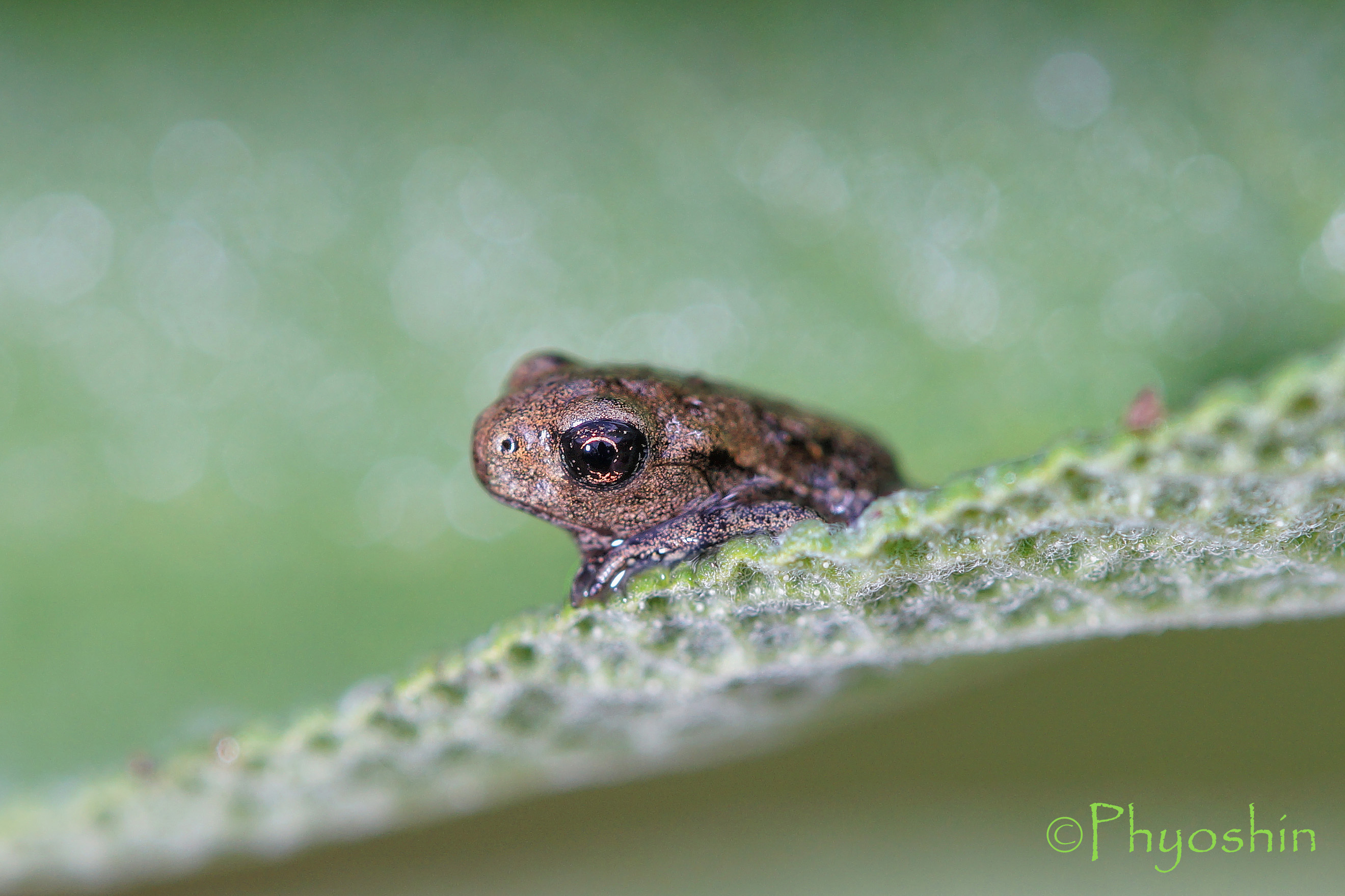 Sulla foglia di salvia