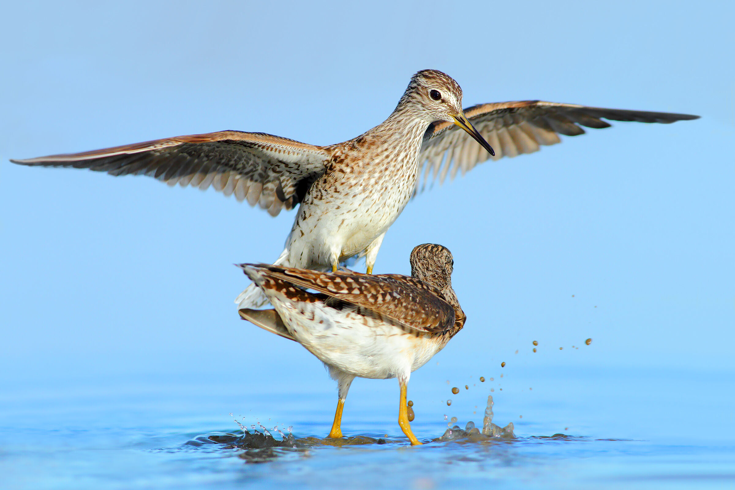 Piro piro boscherecci in lite