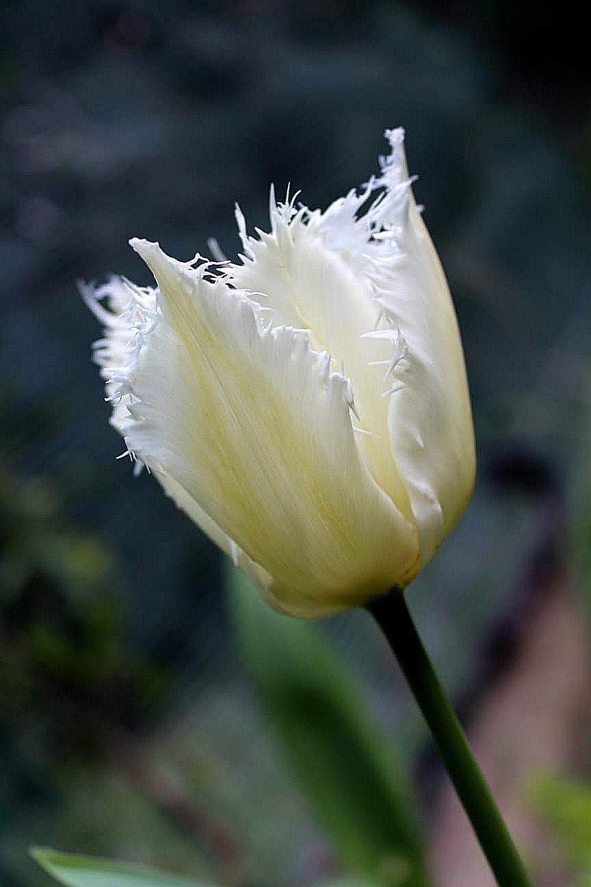 White tulip