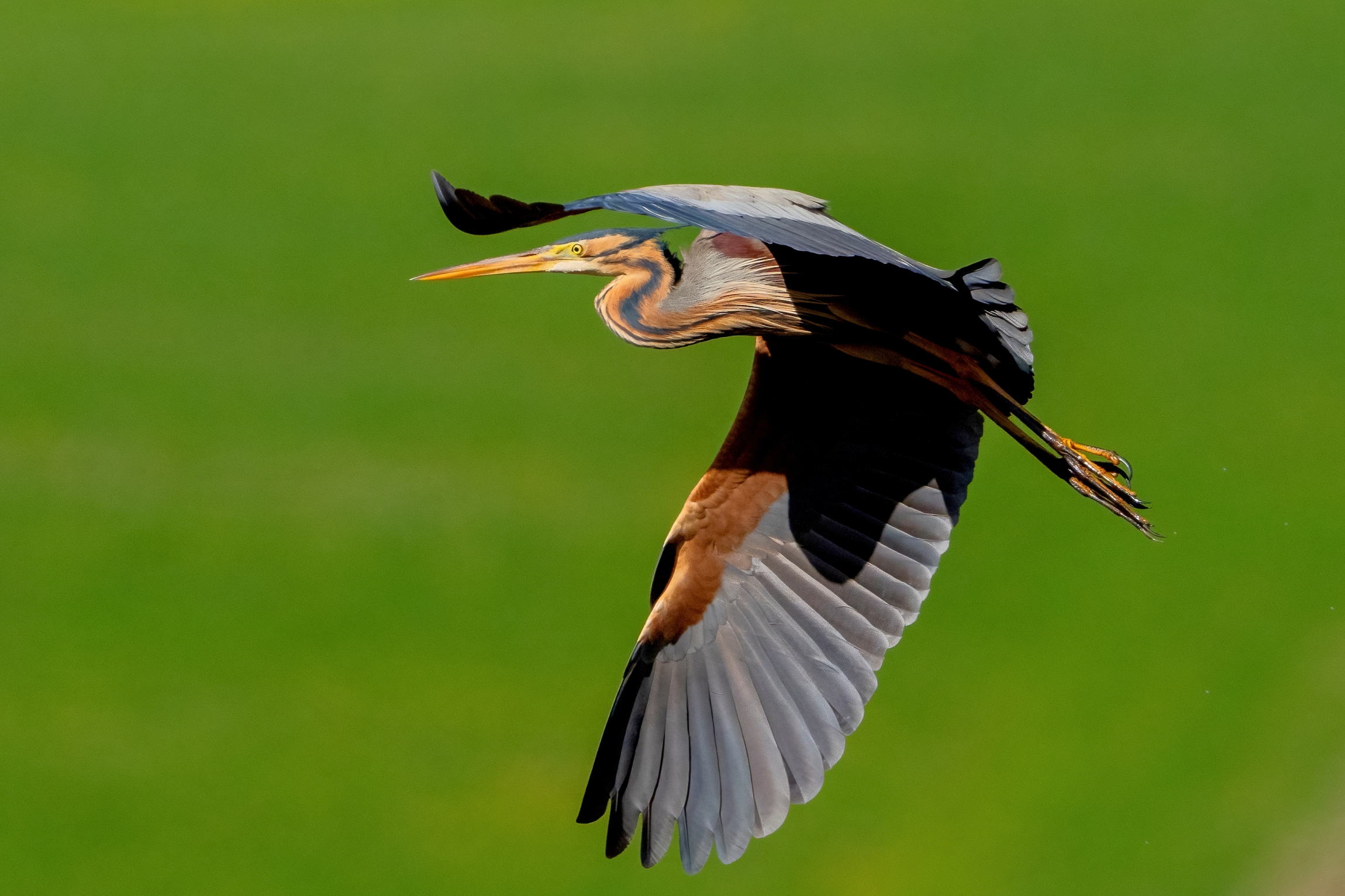 Purple Heron (Ardea purpurea)