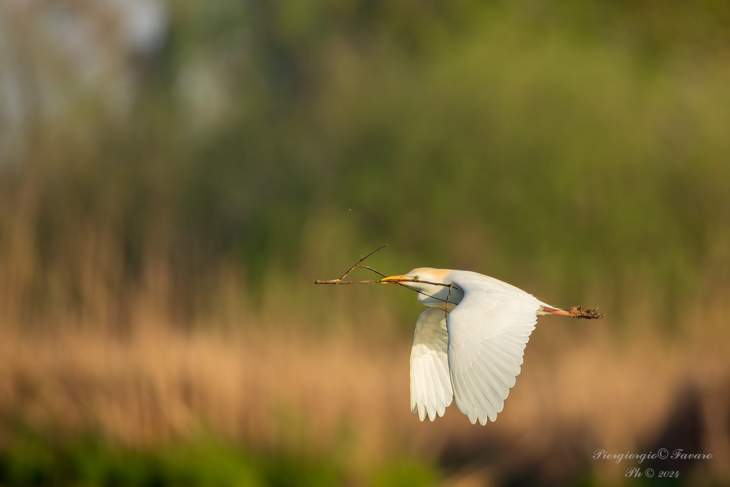Cattle egret
