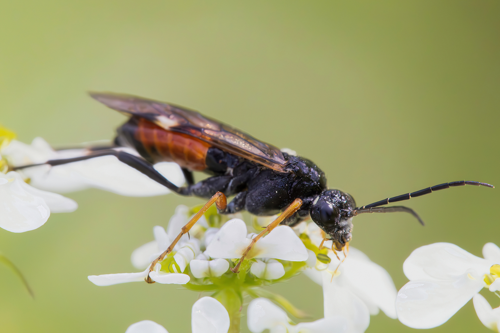 Tenthredopsis sp. z o.o.