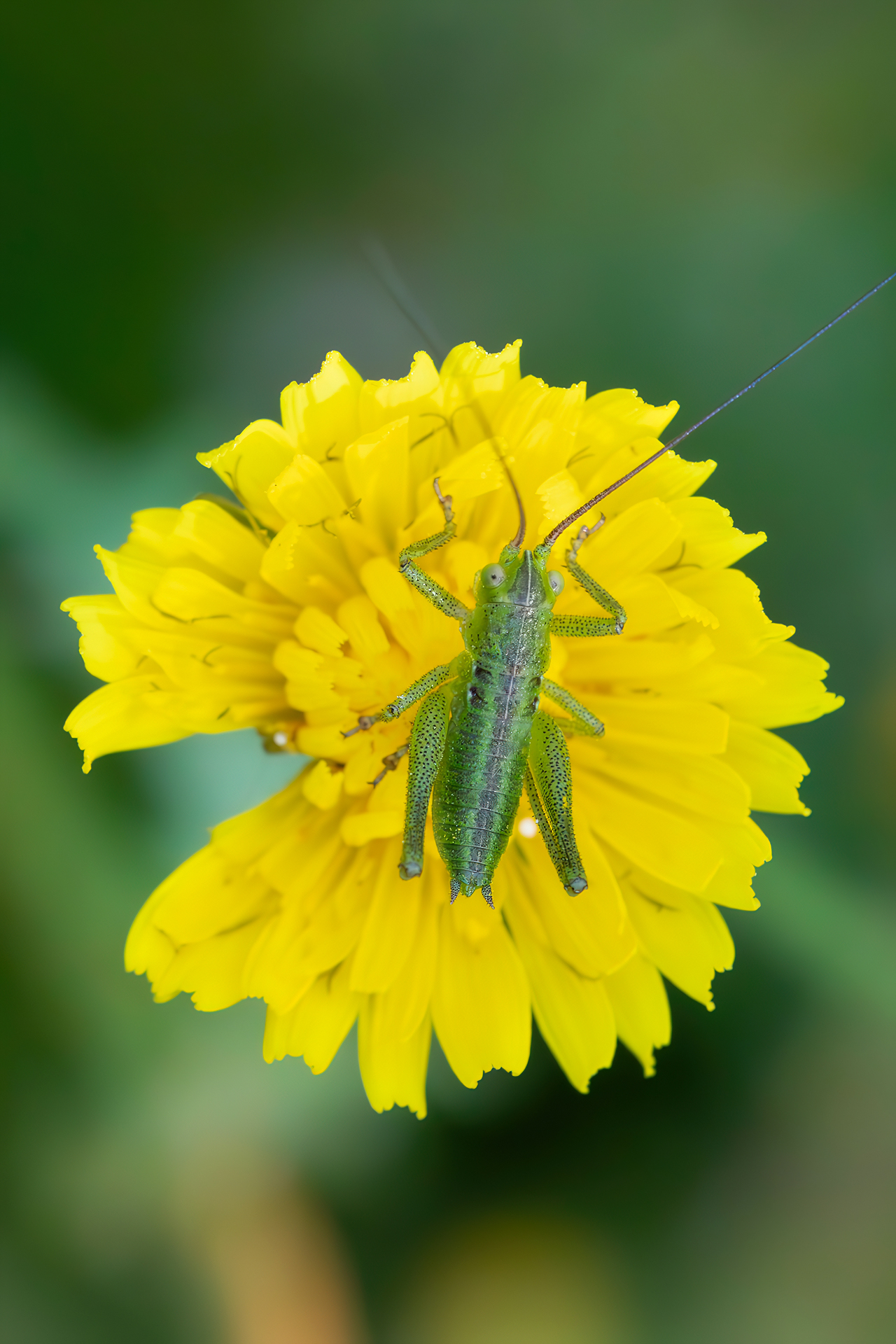 Nymph of Tettigoniidae sp.