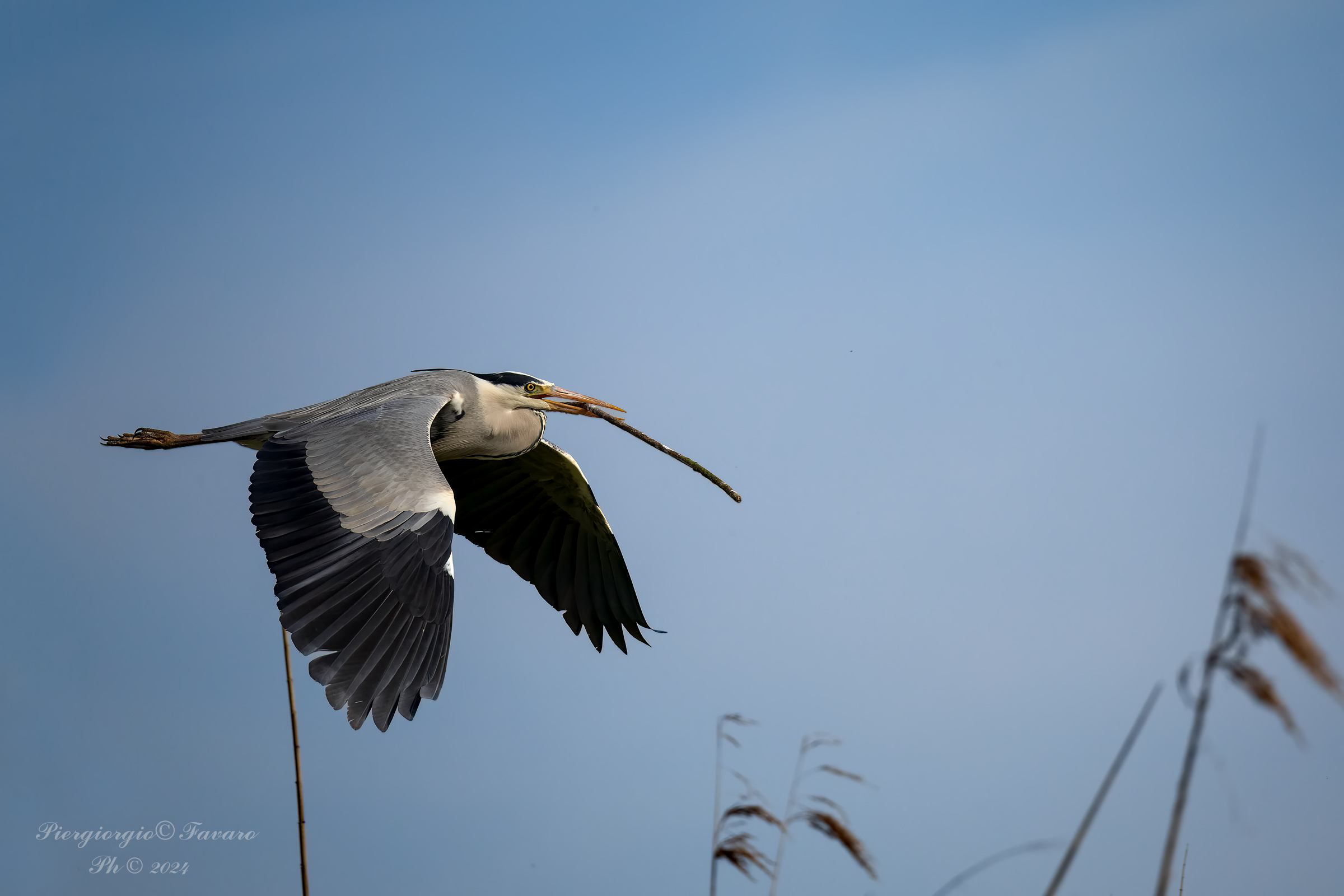 Grey heron