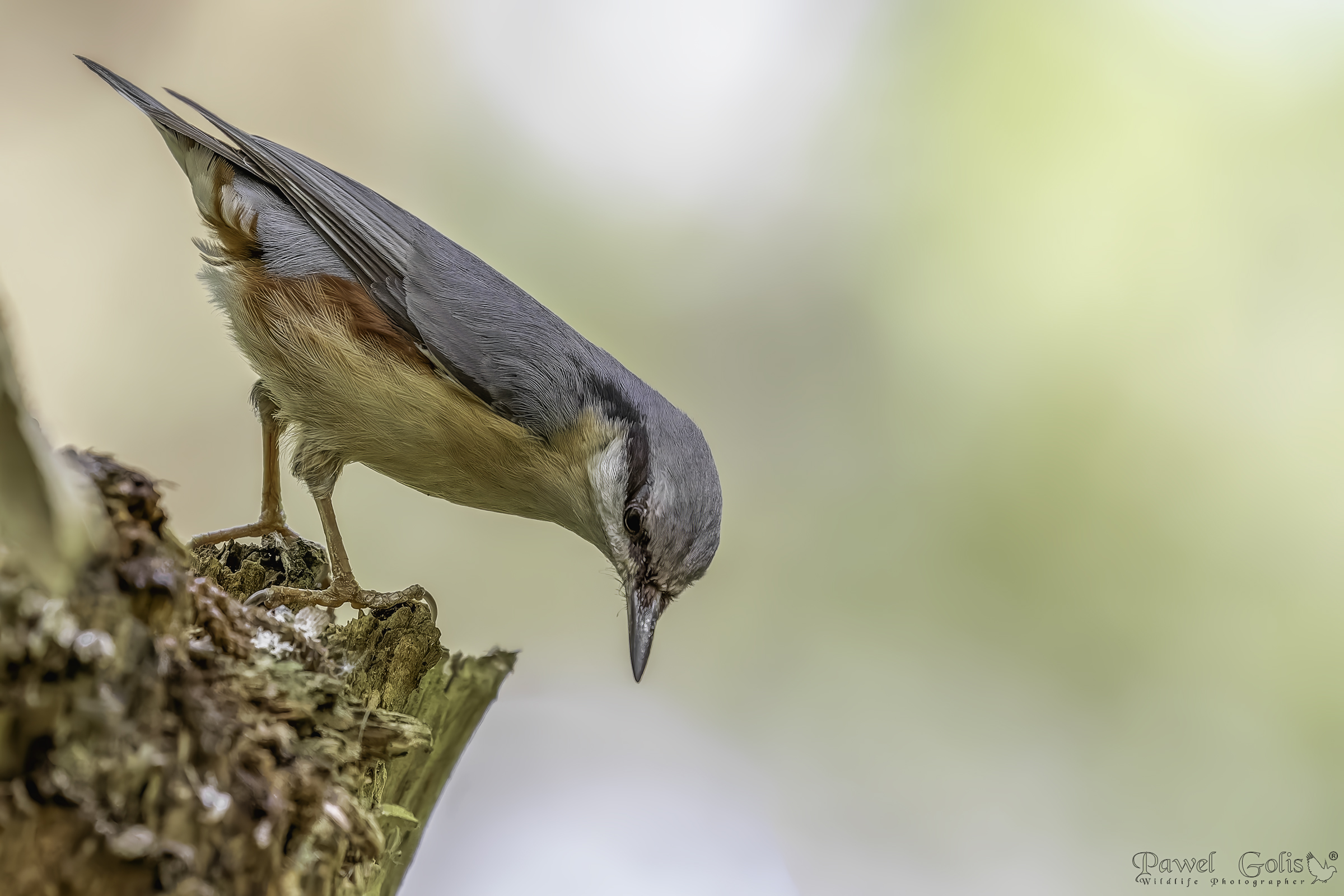 Picchio muratore (Sitta europaea)