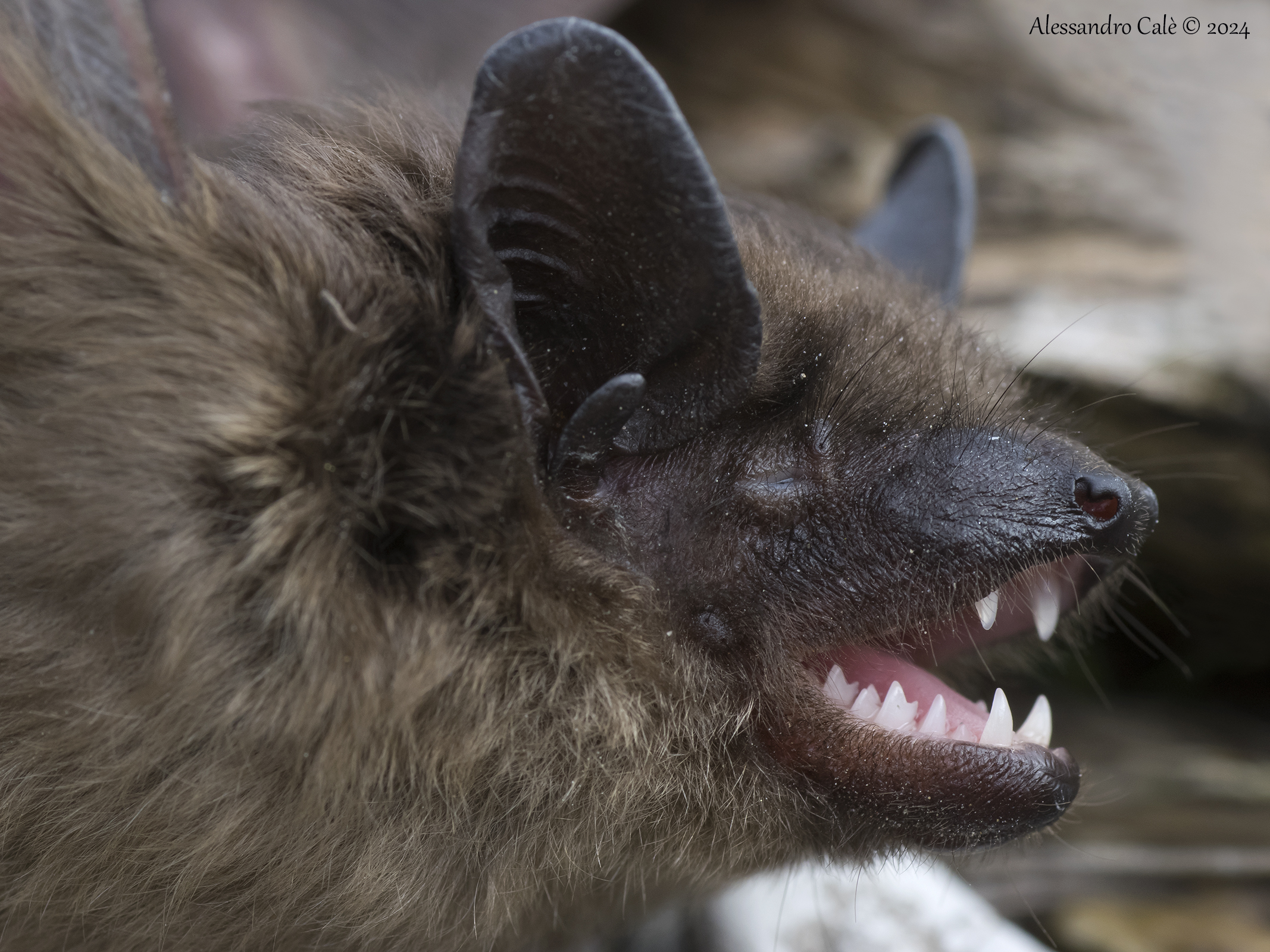 Nyctalus noctula (Common noctule) 7210