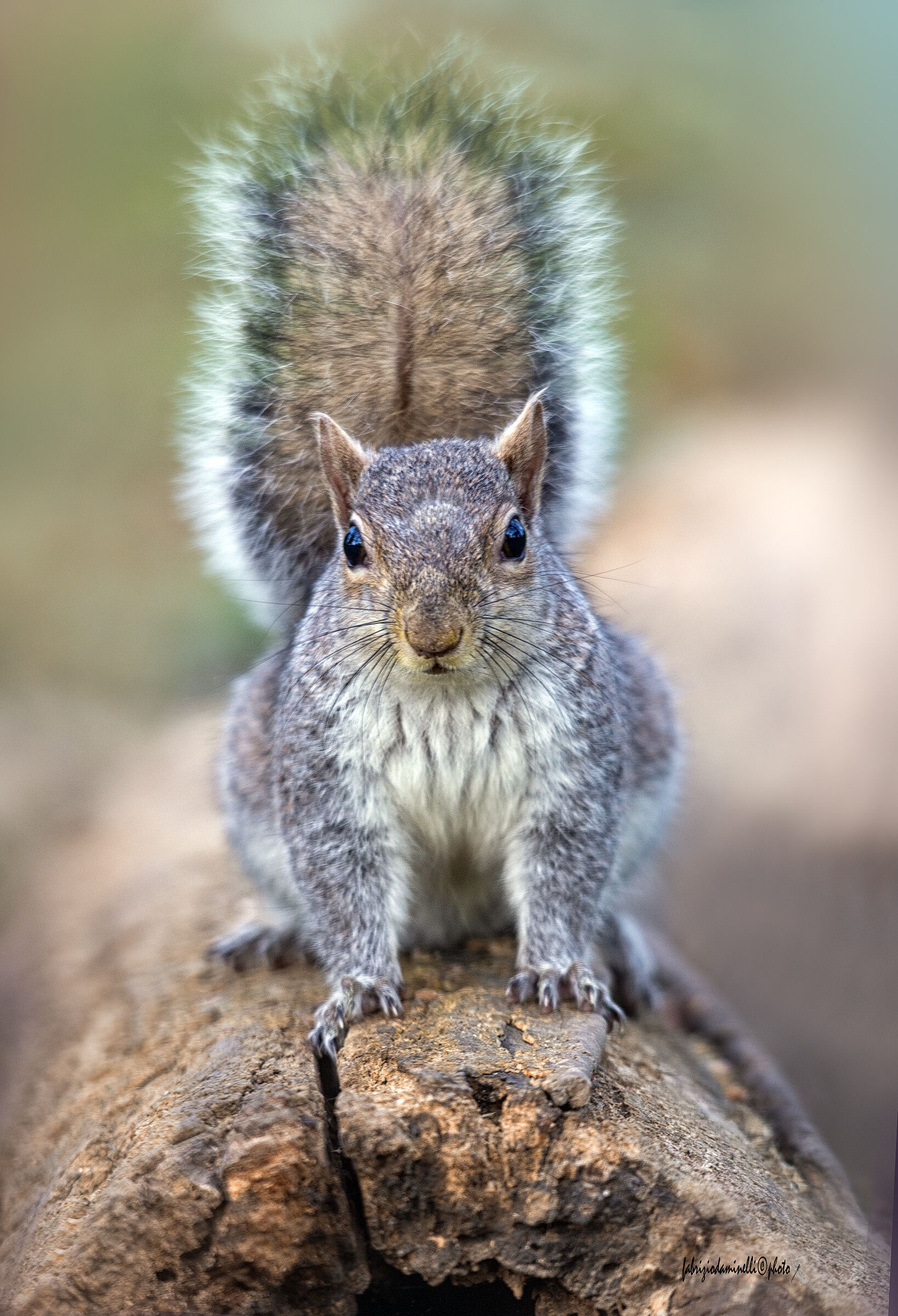 Sciurus carolinensis